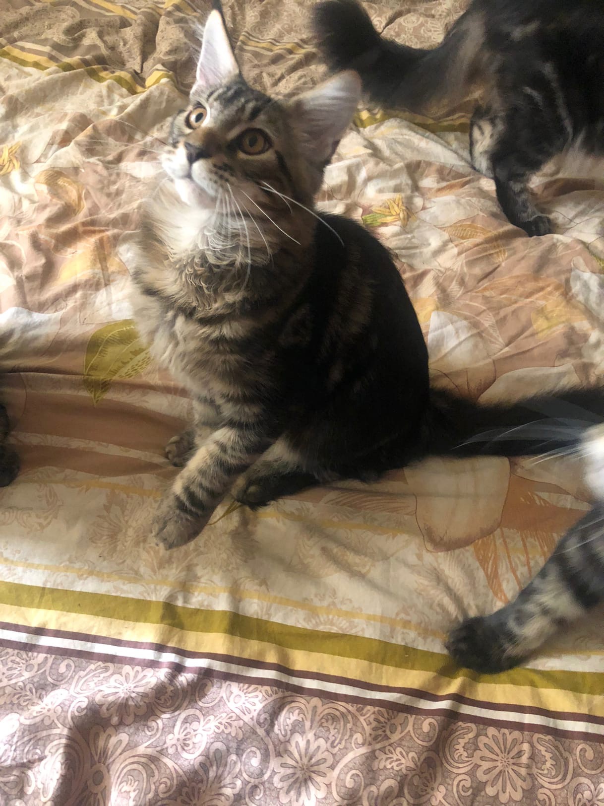 Зак - Имена для мальчиков - Клички для котов и кошек