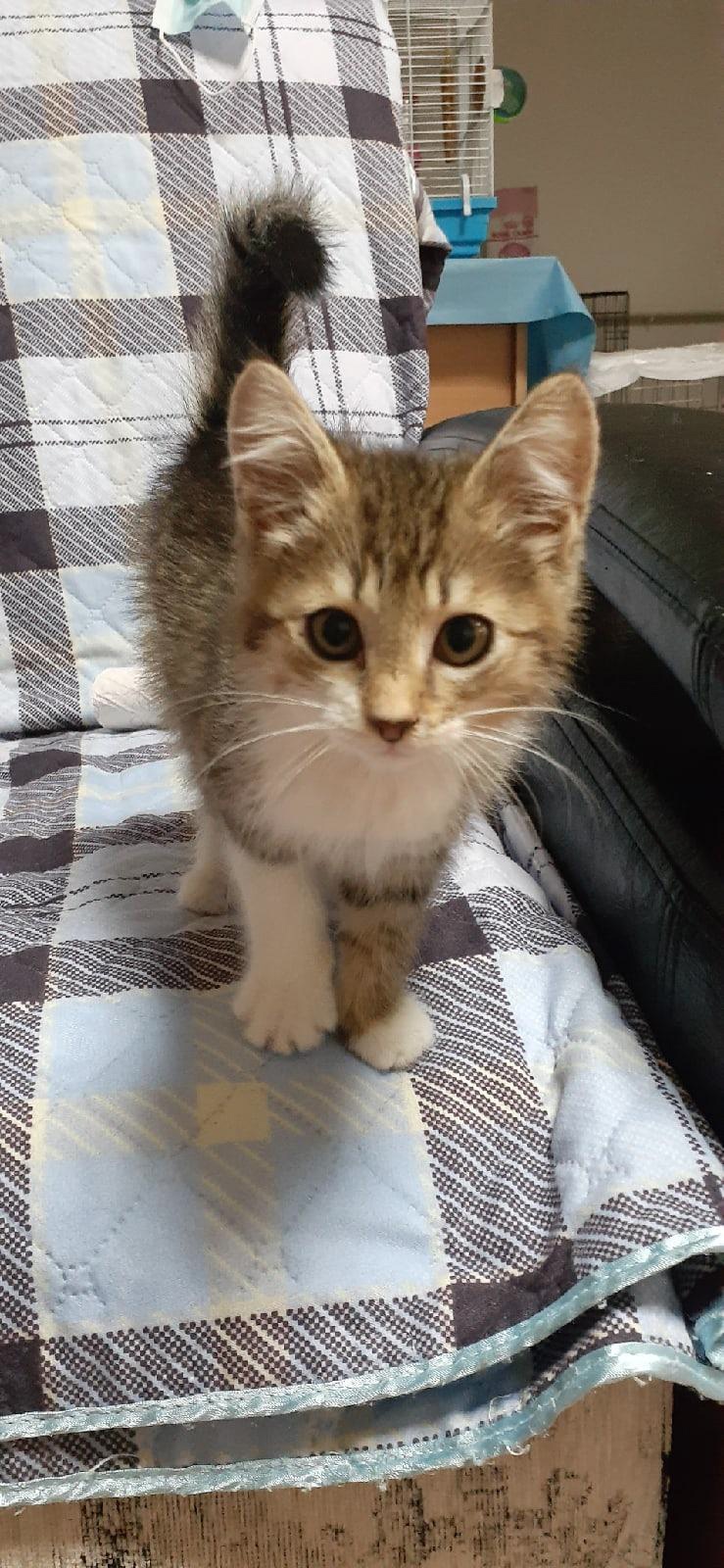 Дэни - Имена для мальчиков - Клички для котов и кошек