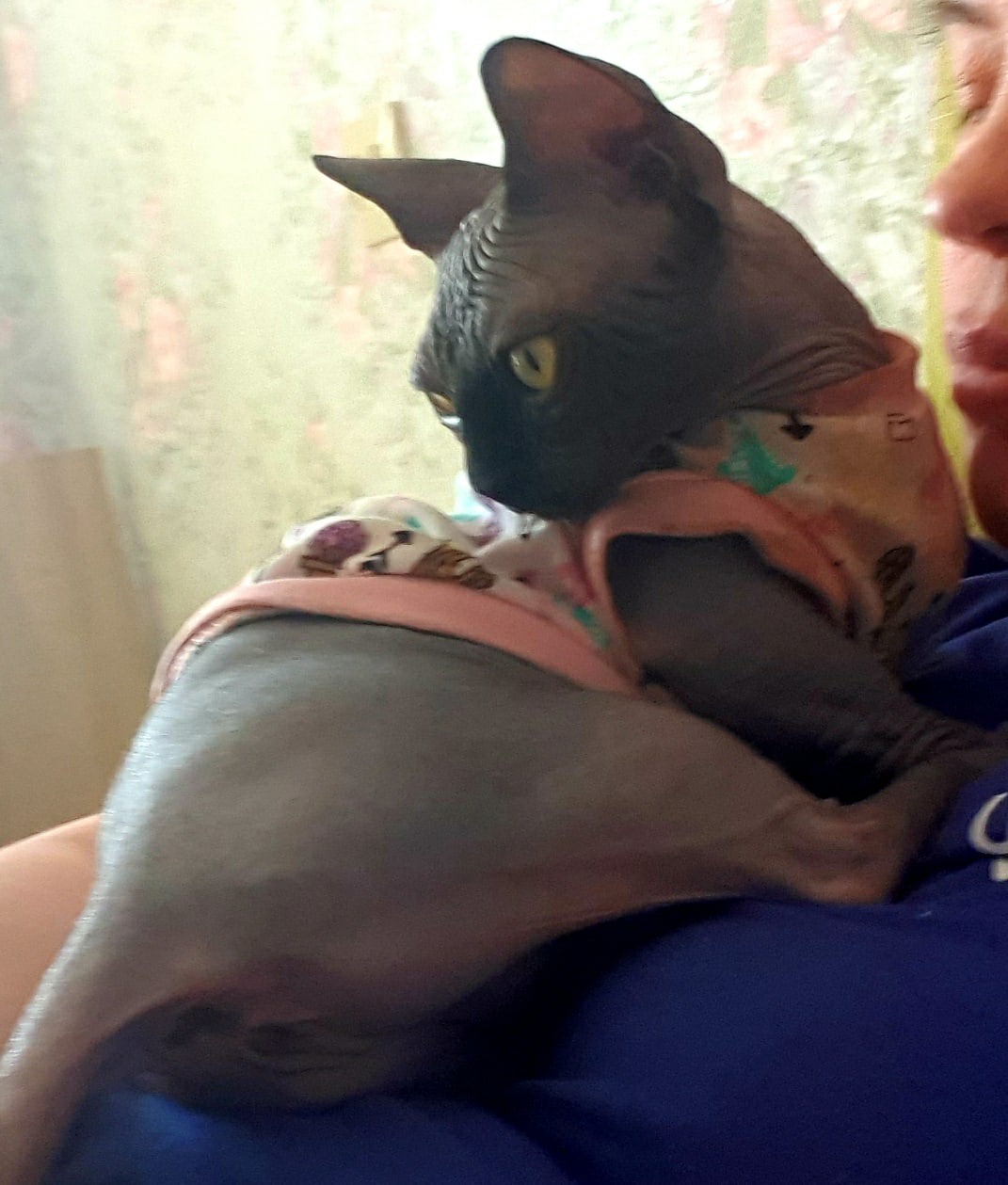 Ита - Имена для девочек - Клички для котов и кошек