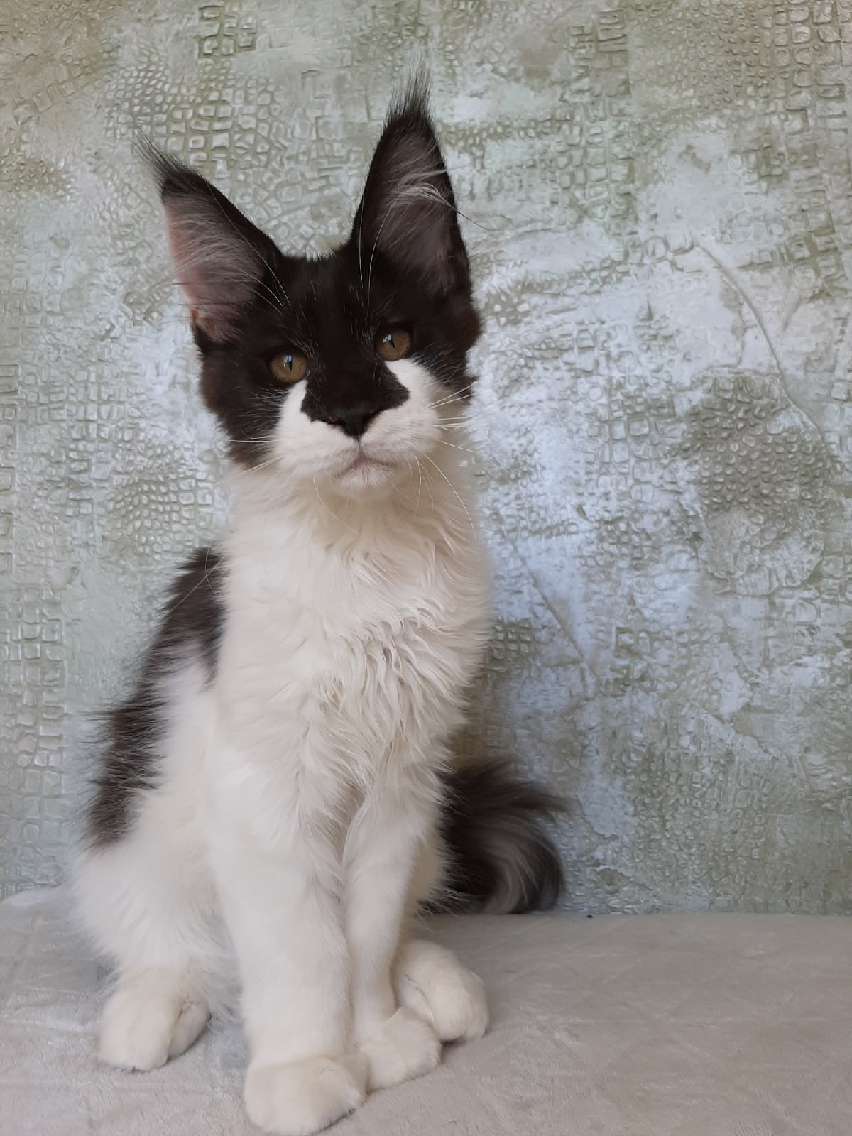 Армаша - Имена для мальчиков - Клички для котов и кошек