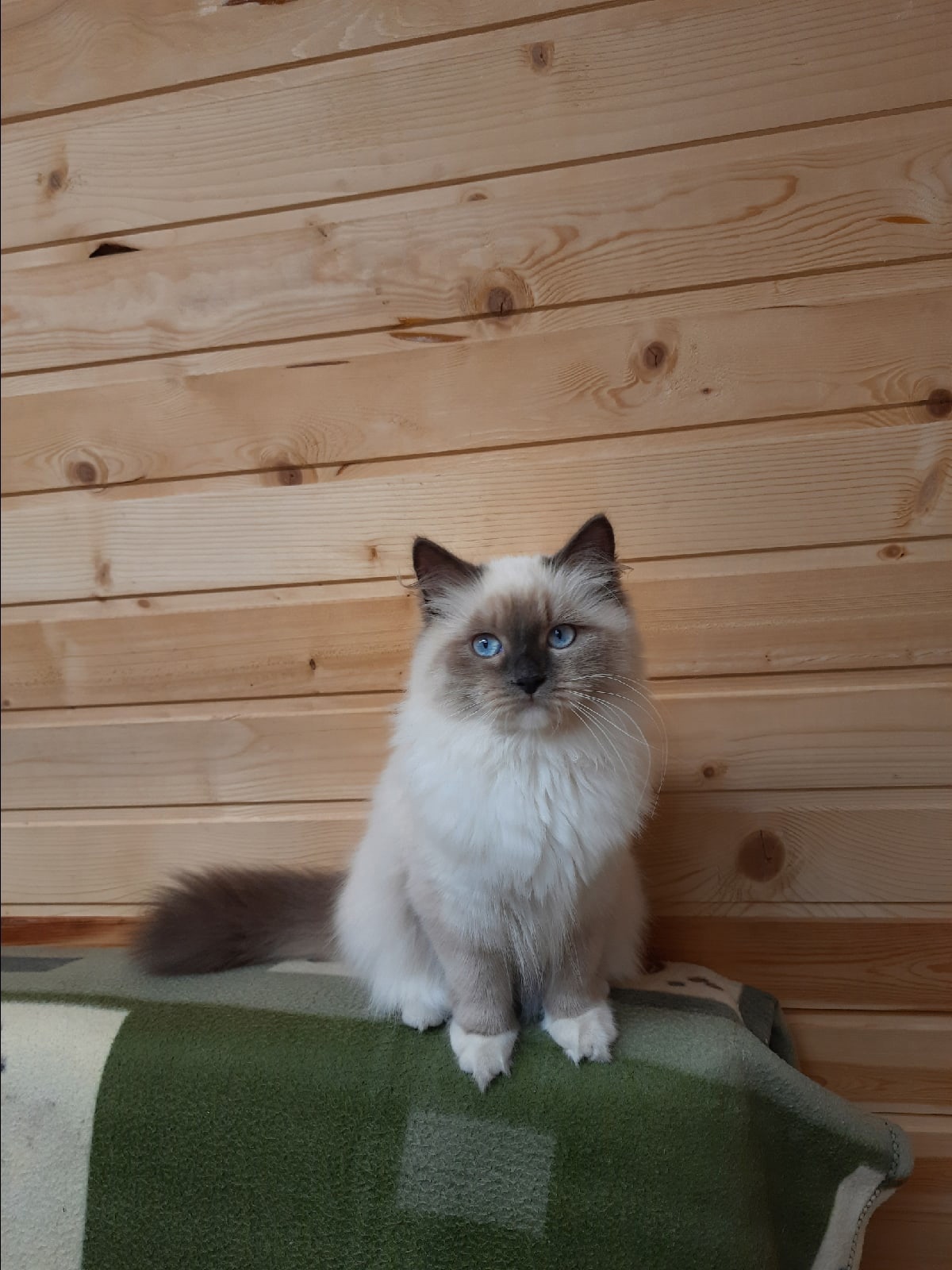 Елана - Имена для девочек - Клички для котов и кошек