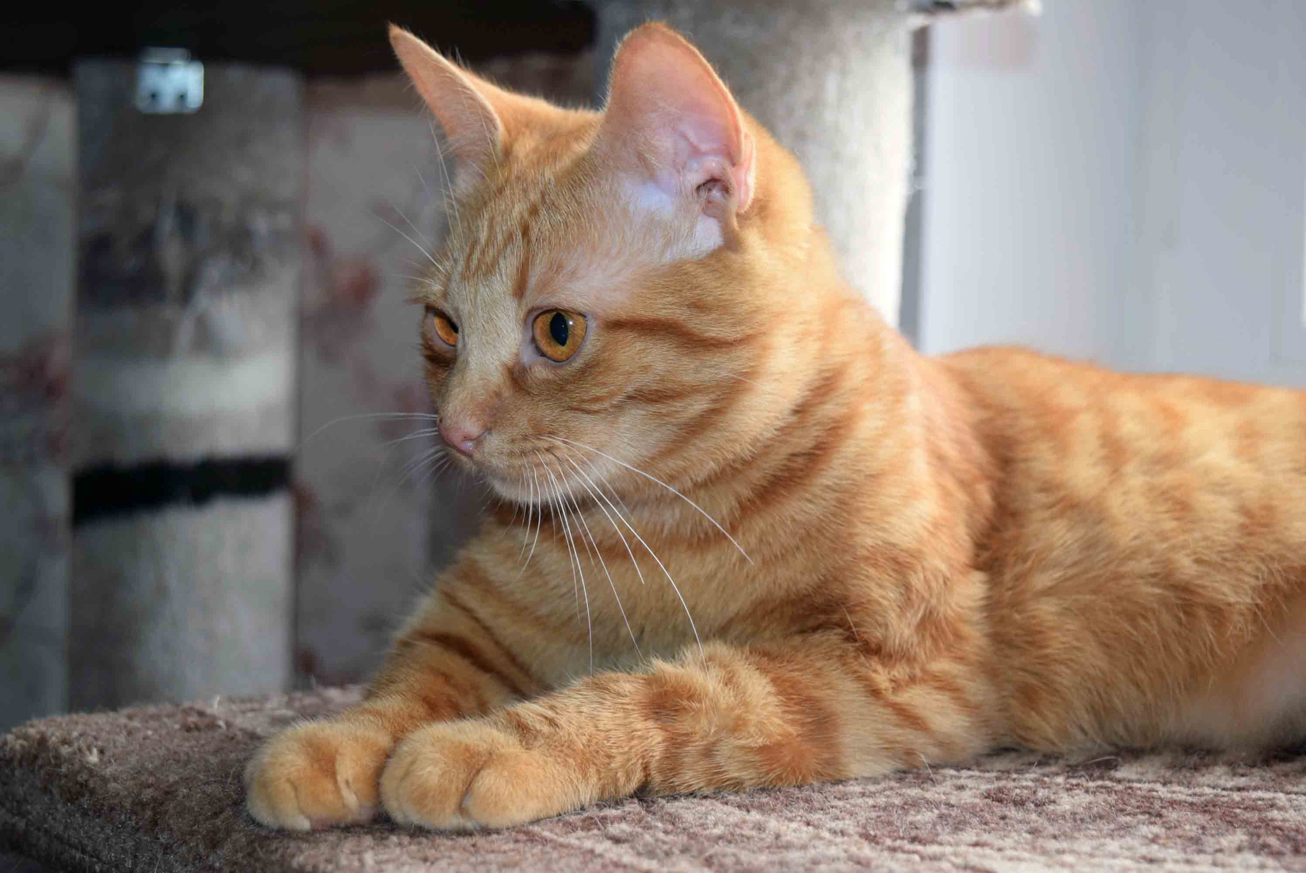 Рыжка - Имена для девочек - Клички для котов и кошек