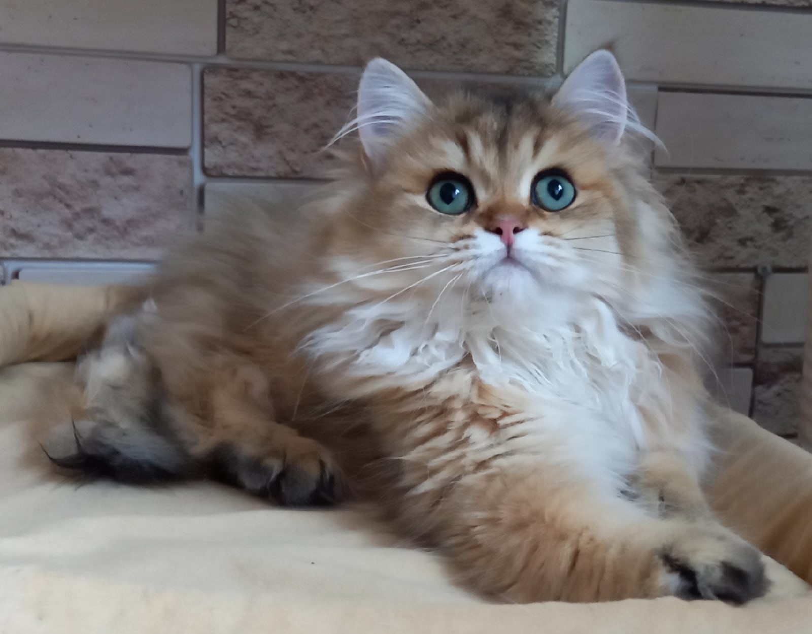 Онуфрий - Имена для мальчиков - Клички для котов и кошек