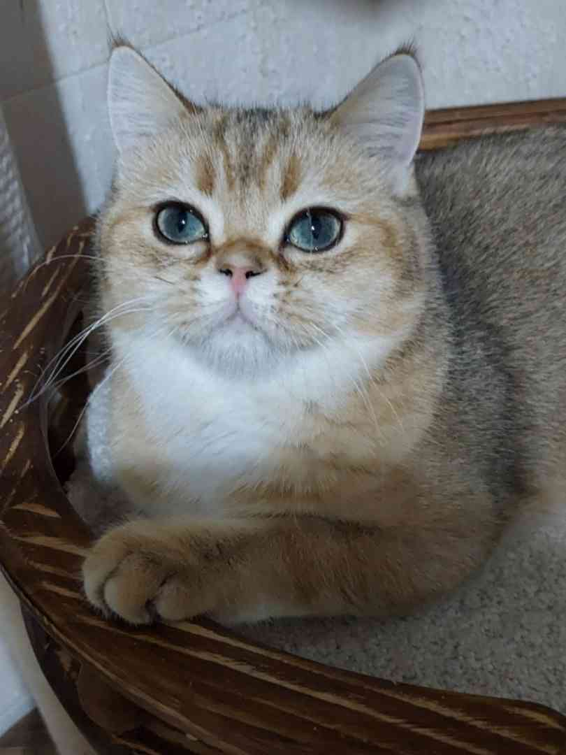 Елизавета - Имена для девочек - Клички для котов и кошек