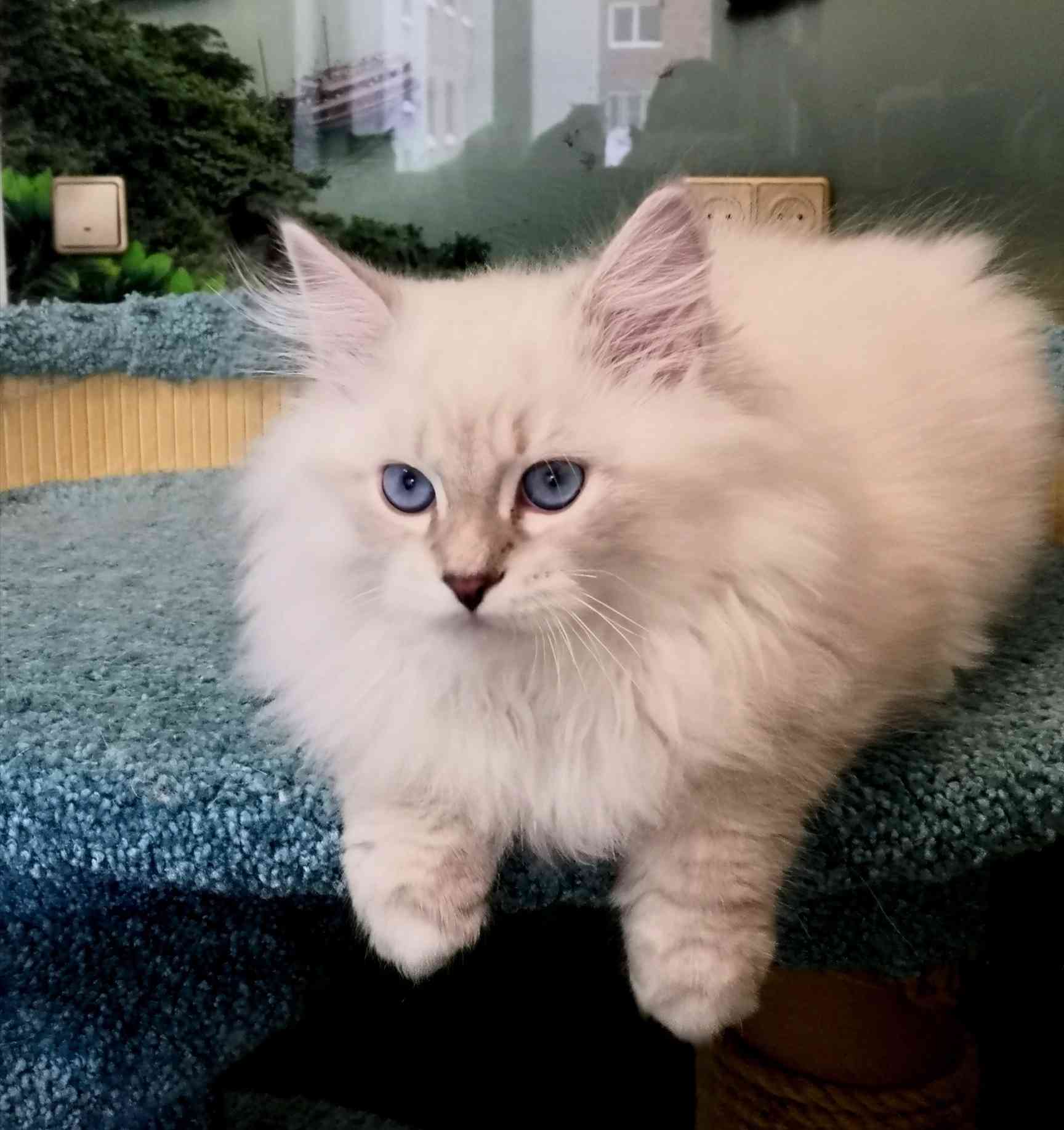 Ханни - Имена для девочек - Клички для котов и кошек