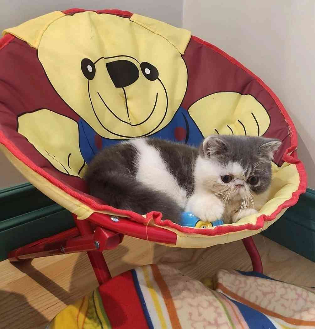 Батик - Имена для мальчиков - Клички для котов и кошек