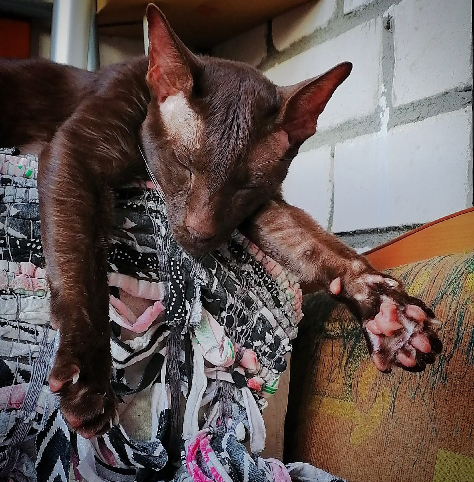 Микуля - Имена для мальчиков - Клички для котов и кошек