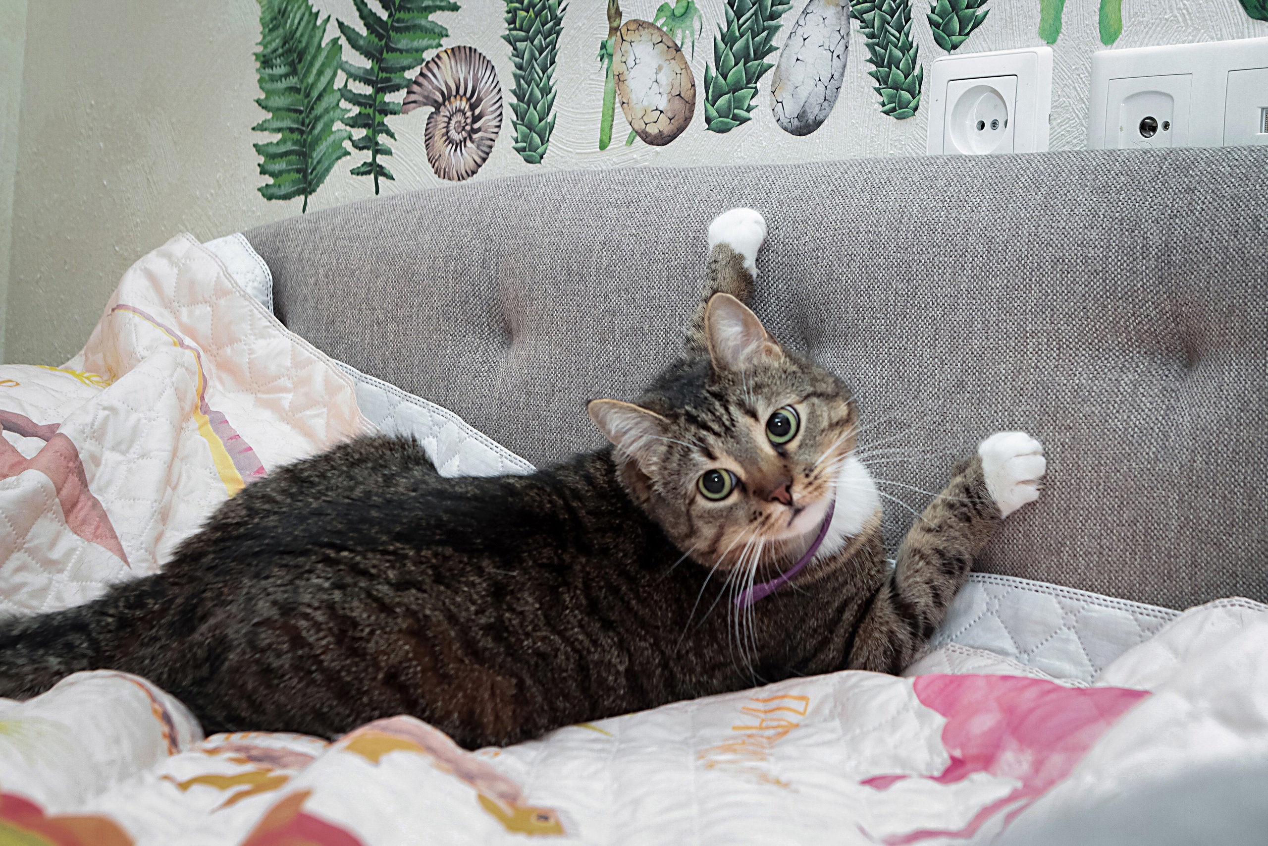 Лента - Имена для девочек - Клички для котов и кошек