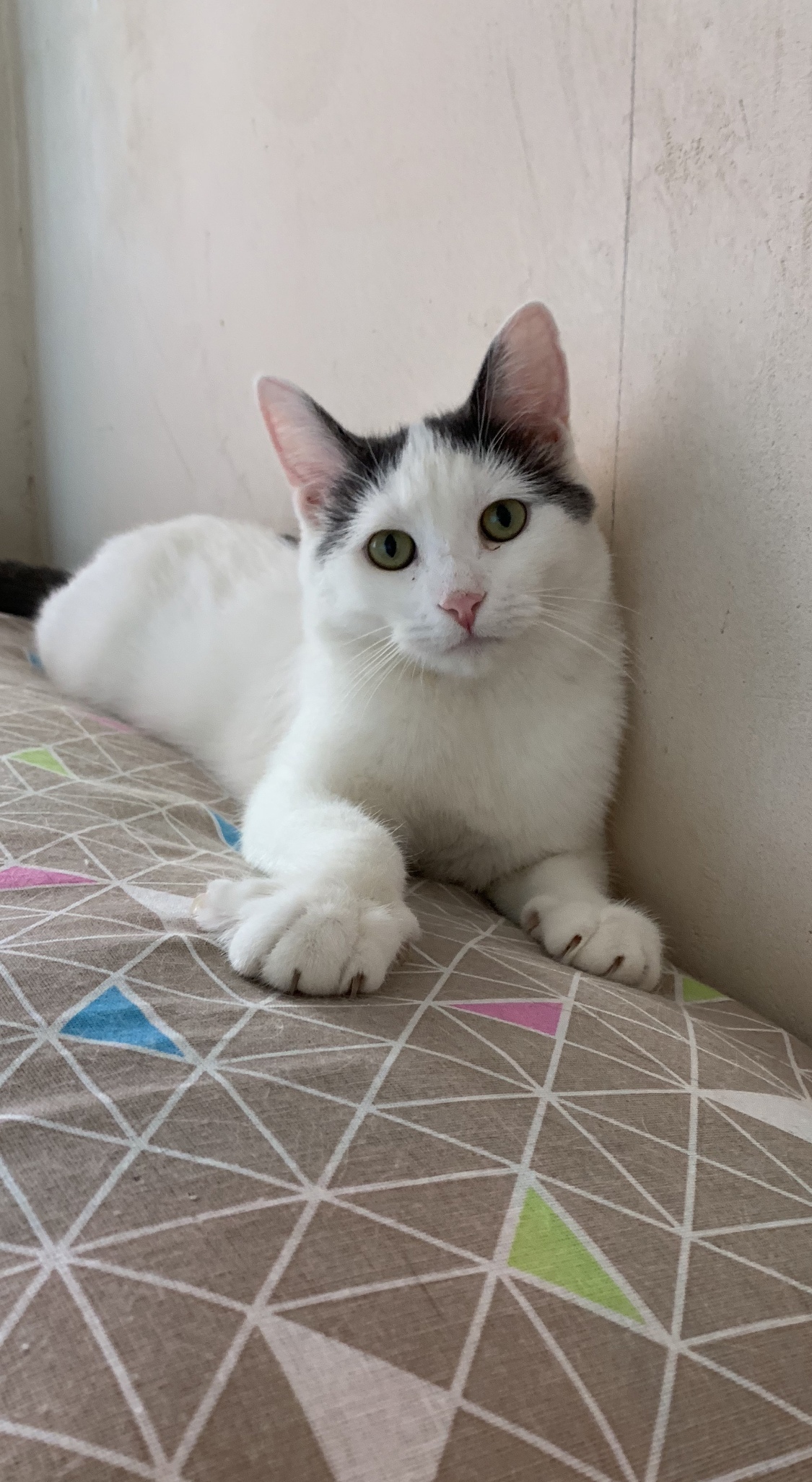 Тимка - Имена для мальчиков - Клички для котов и кошек