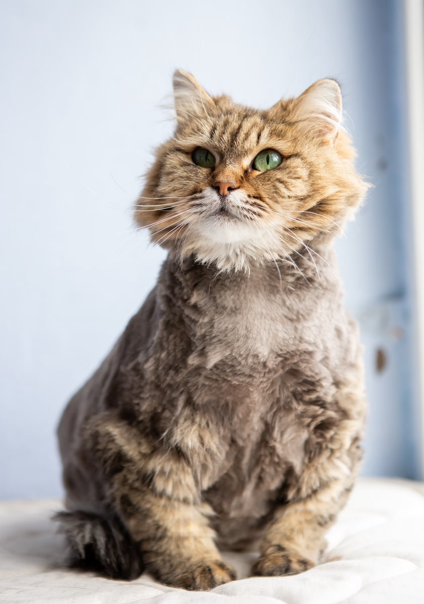 Мурыся - Имена для девочек - Клички для котов и кошек