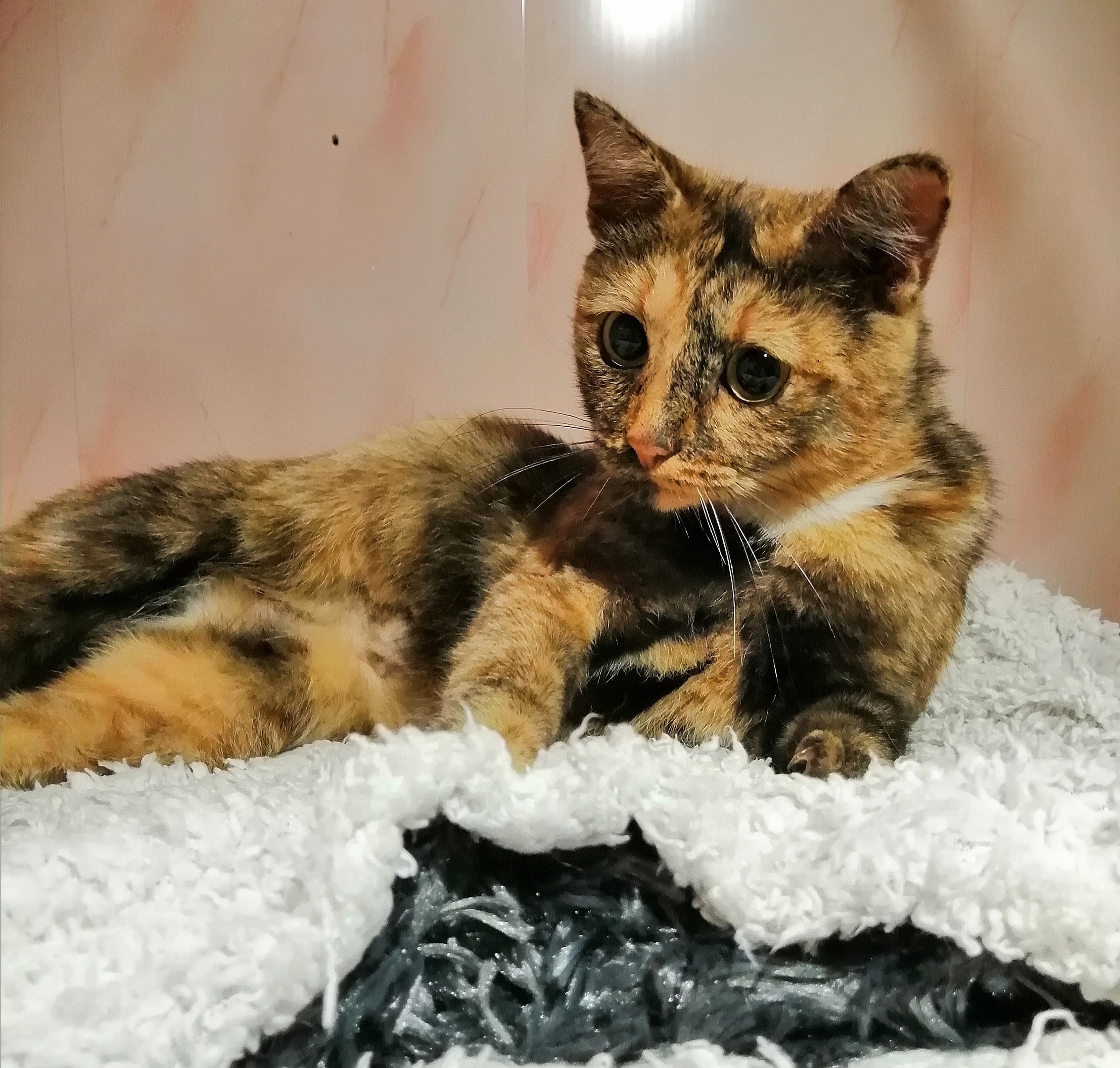 Морковка - Имена для девочек - Клички для котов и кошек