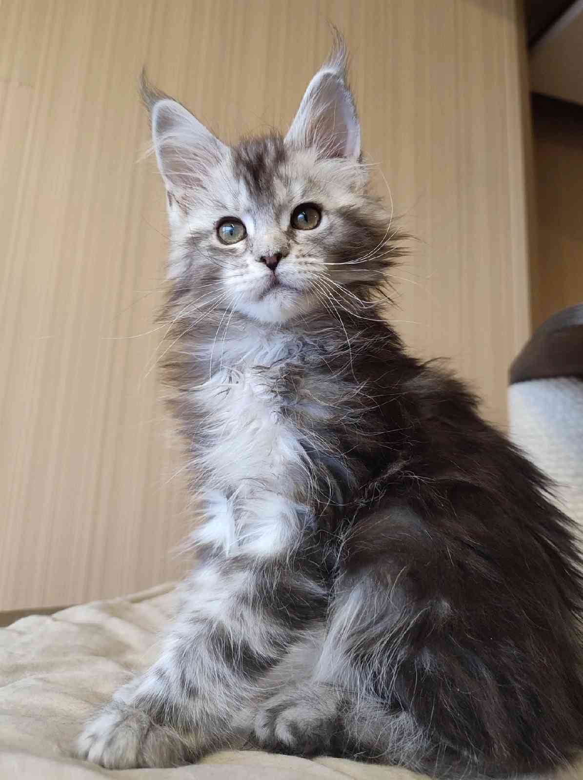 Коррида - Имена для девочек - Клички для котов и кошек