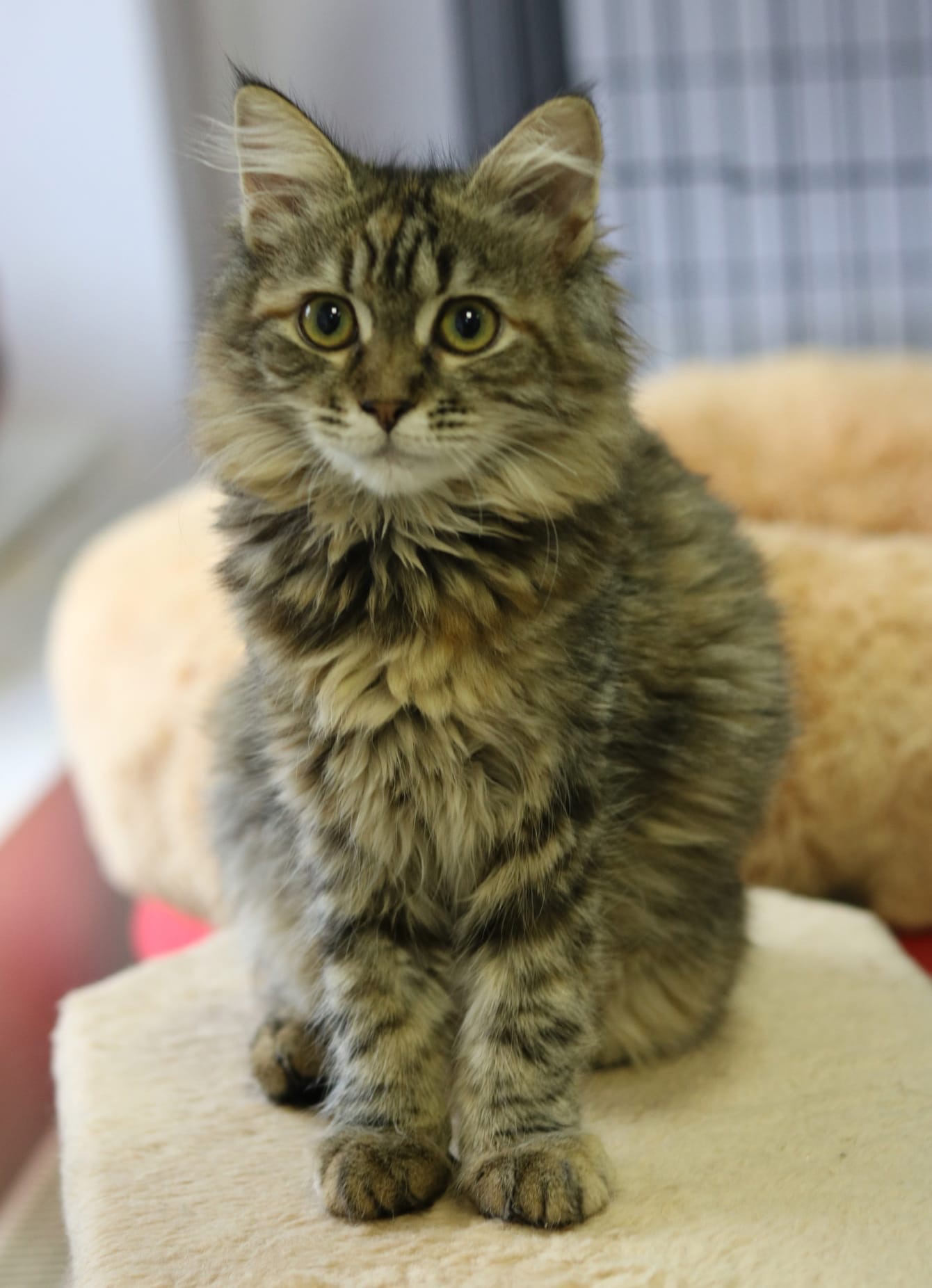 Стася - Имена для девочек - Клички для котов и кошек