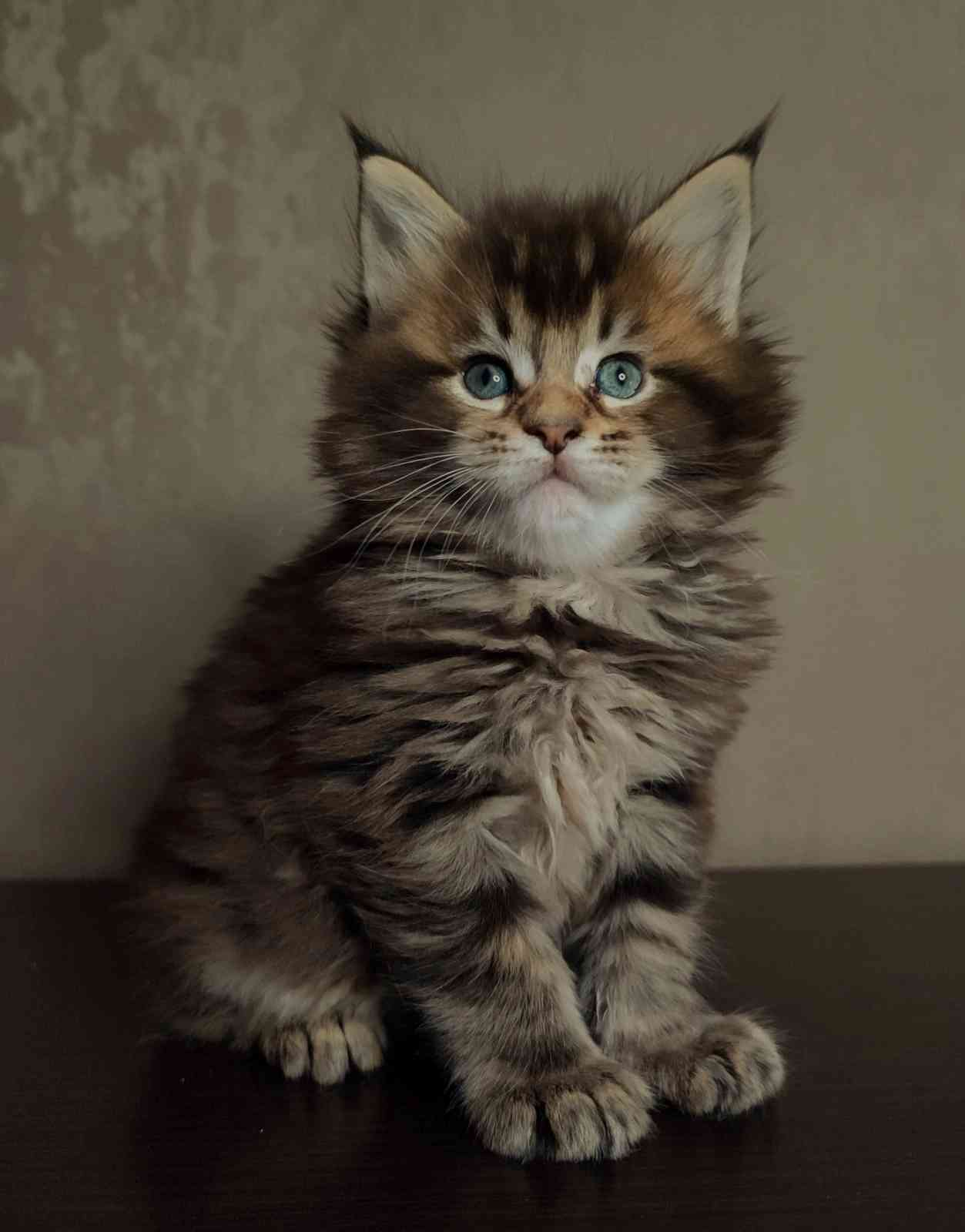 Пельмень - Имена для мальчиков - Клички для котов и кошек