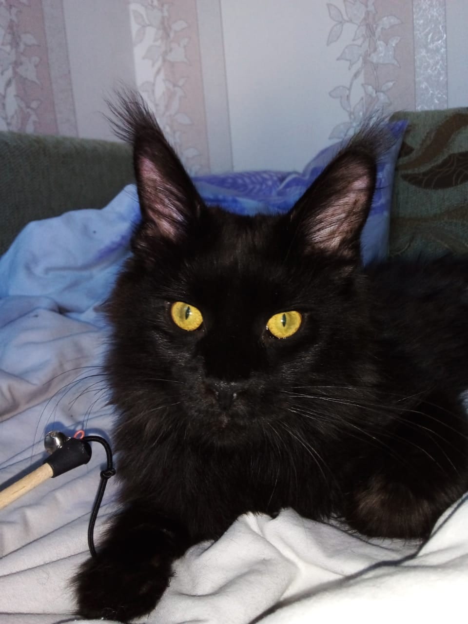 Чел - Имена для мальчиков - Клички для котов и кошек