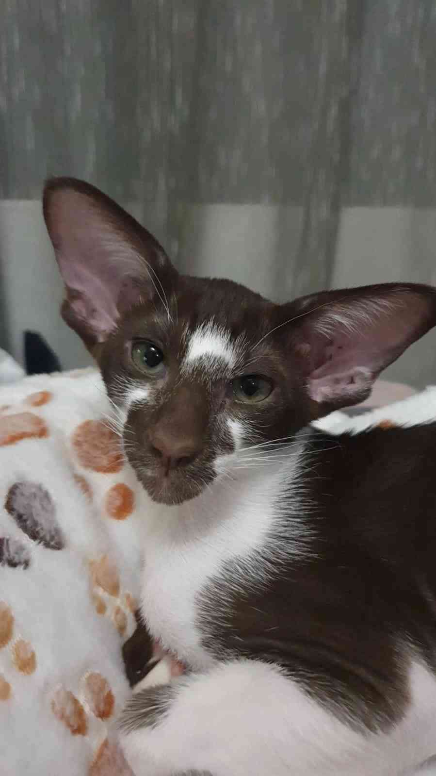 Евангелина - Имена для девочек - Клички для котов и кошек