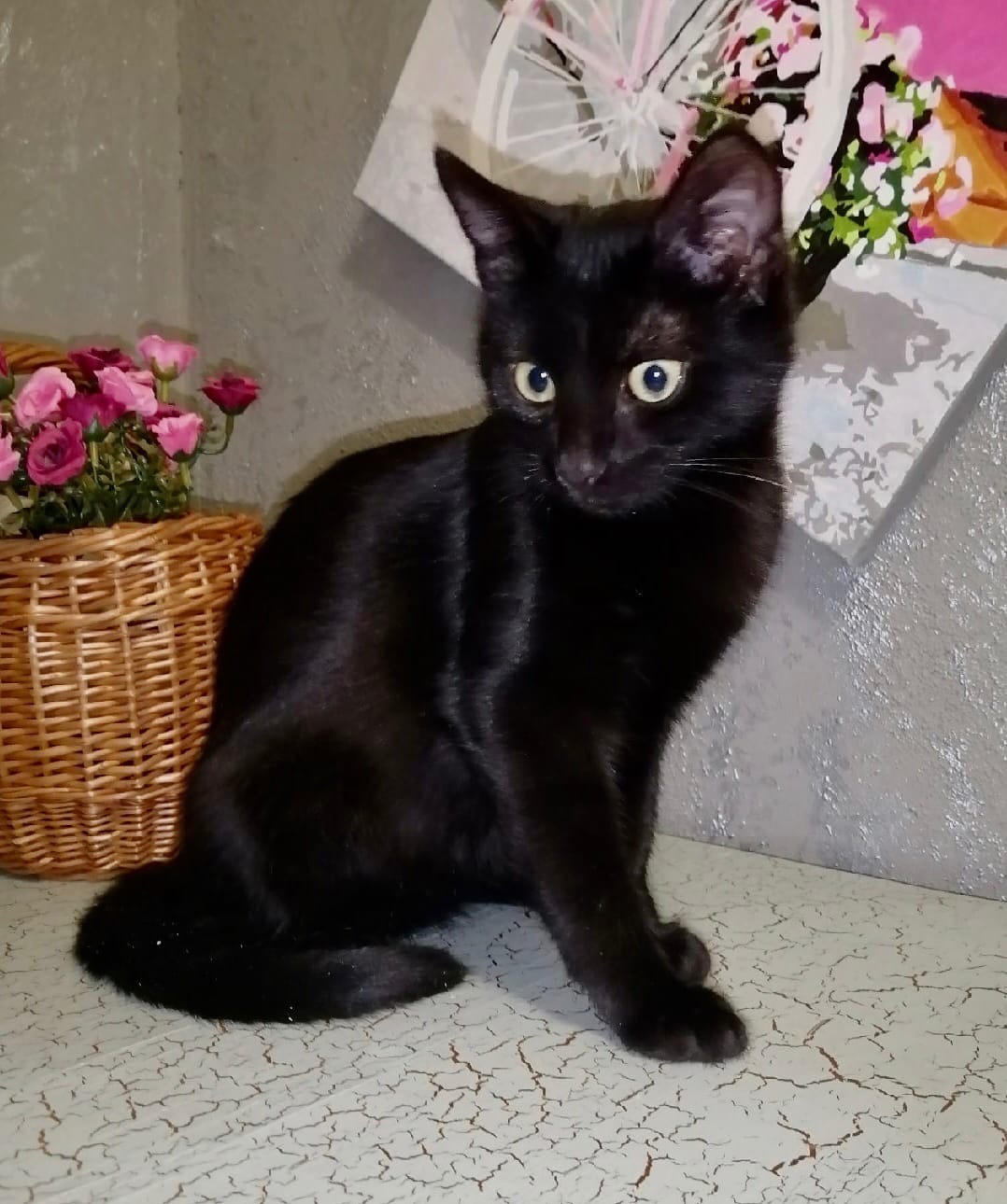 Синтия - Имена для девочек - Клички для котов и кошек