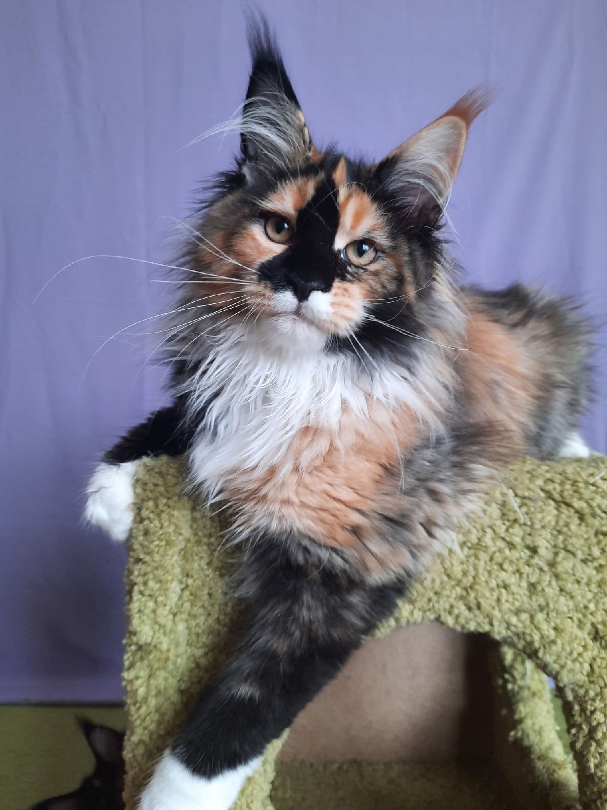 Оливи - Имена для девочек - Клички для котов и кошек