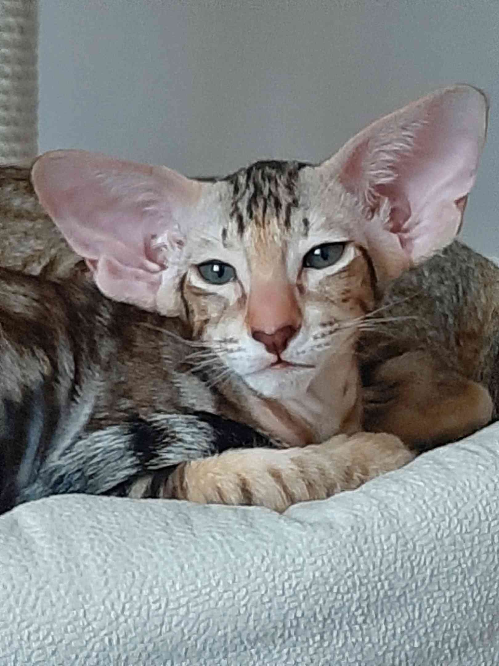 Рокфорд - Имена для мальчиков - Клички для котов и кошек