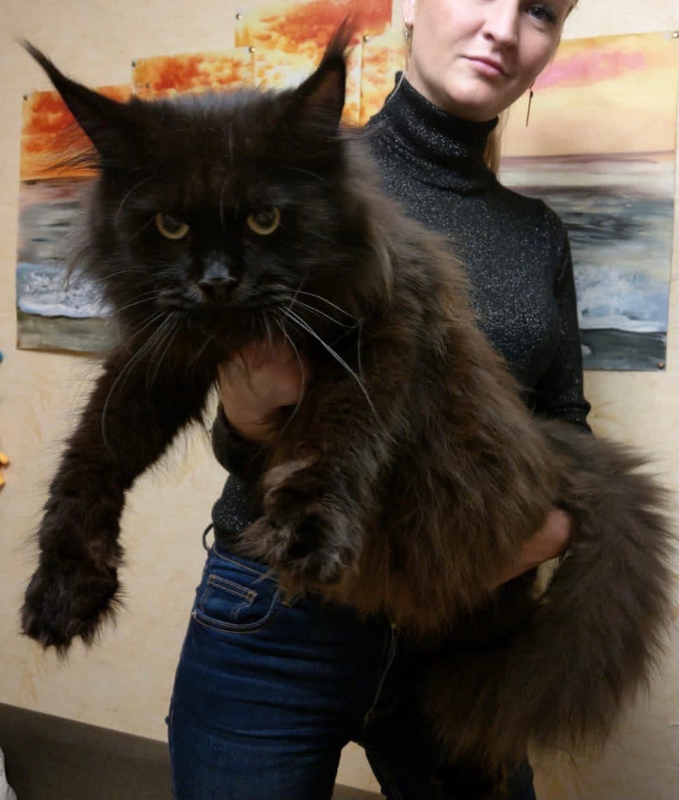 Бэнди - Имена для мальчиков - Клички для котов и кошек