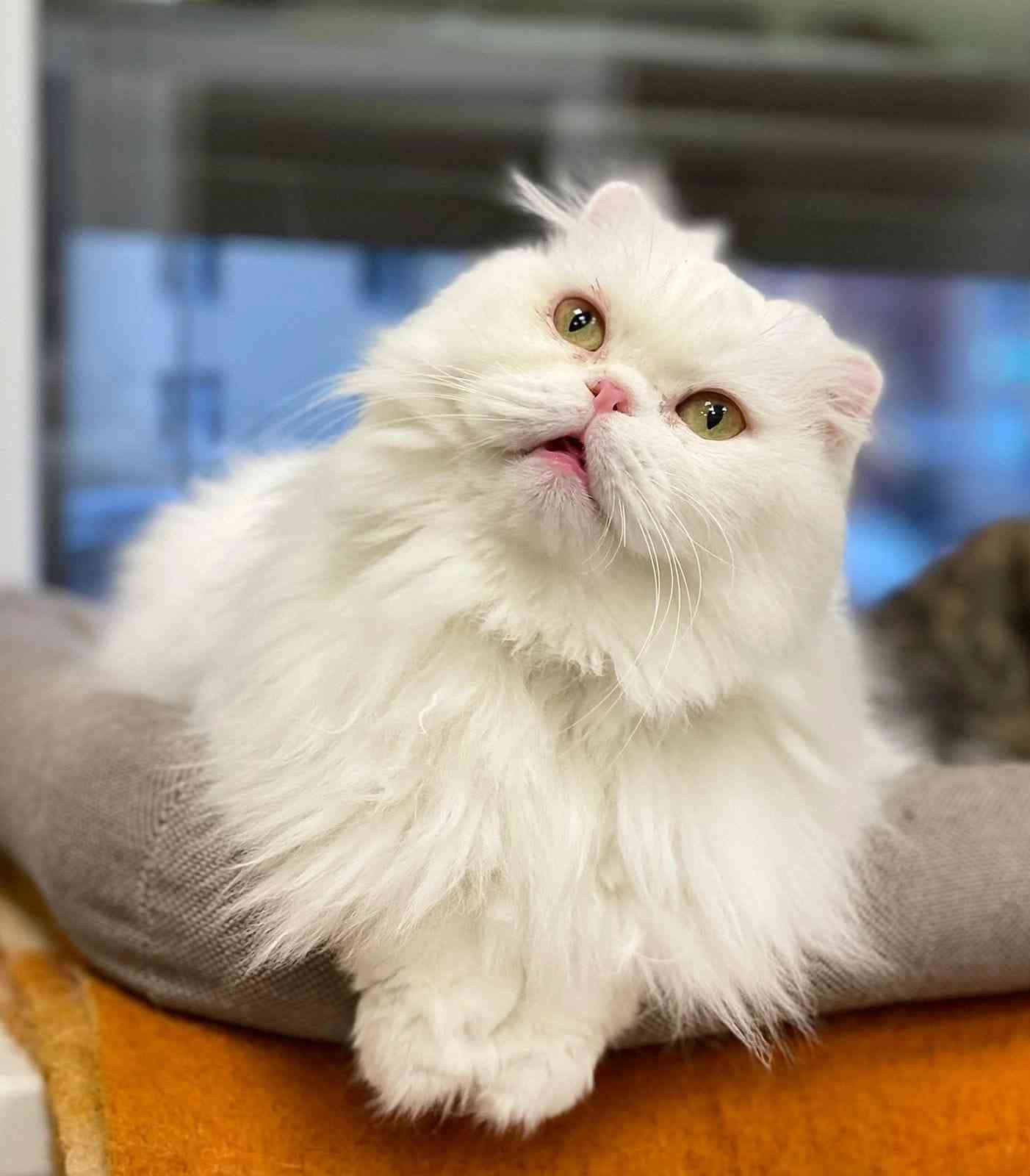 Белочка - Имена для девочек - Клички для котов и кошек