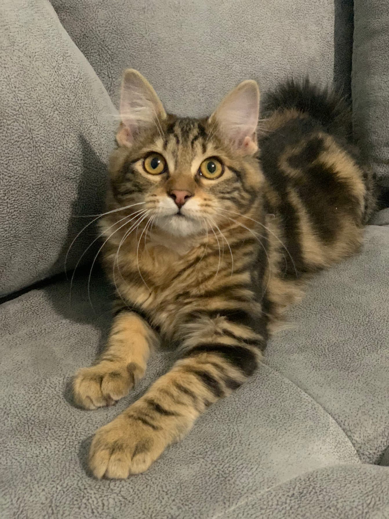 Мишка - Имена для девочек - Клички для котов и кошек