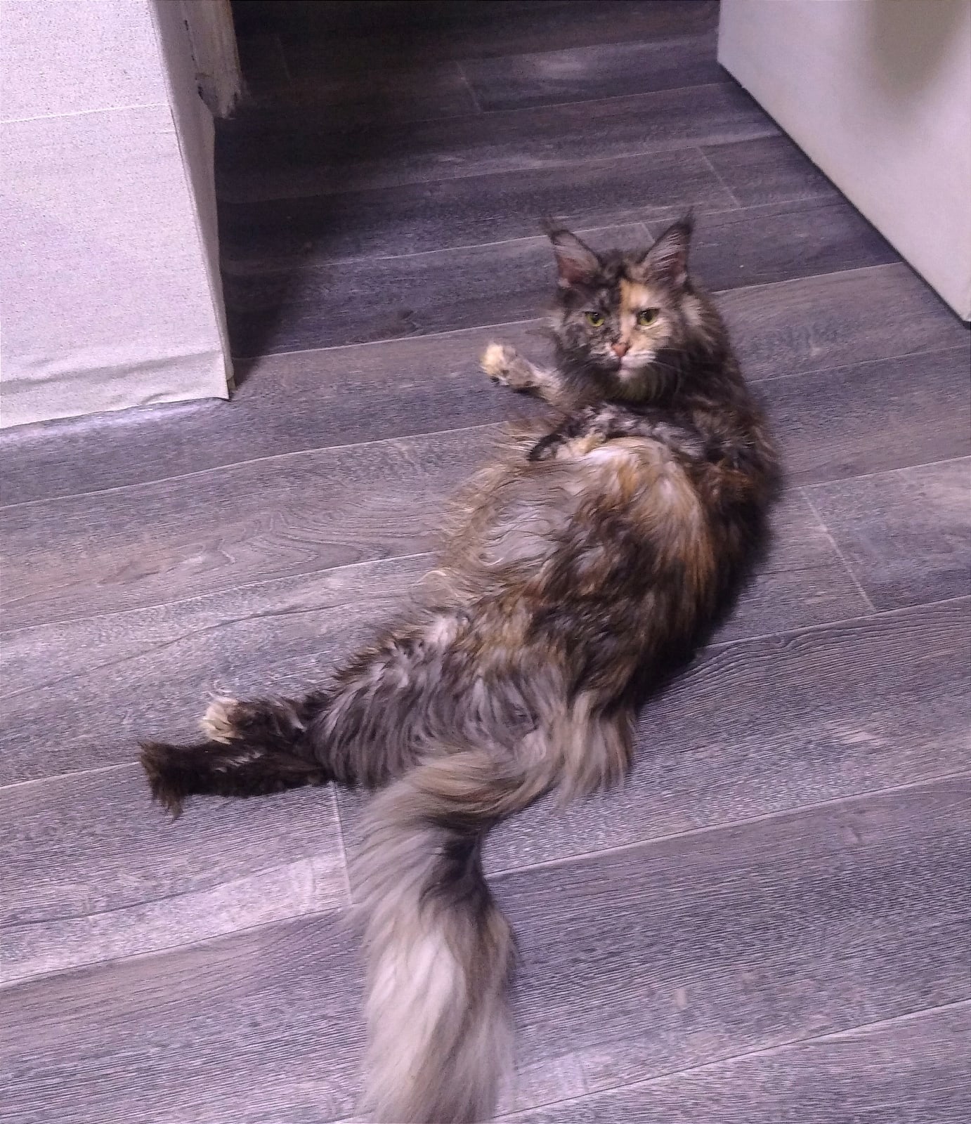 Саманта - Имена для девочек - Клички для котов и кошек