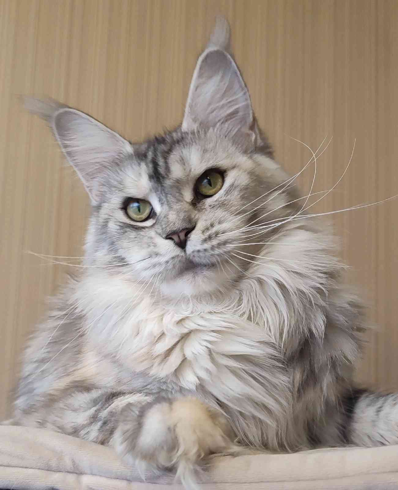 Вареник - Имена для мальчиков - Клички для котов и кошек