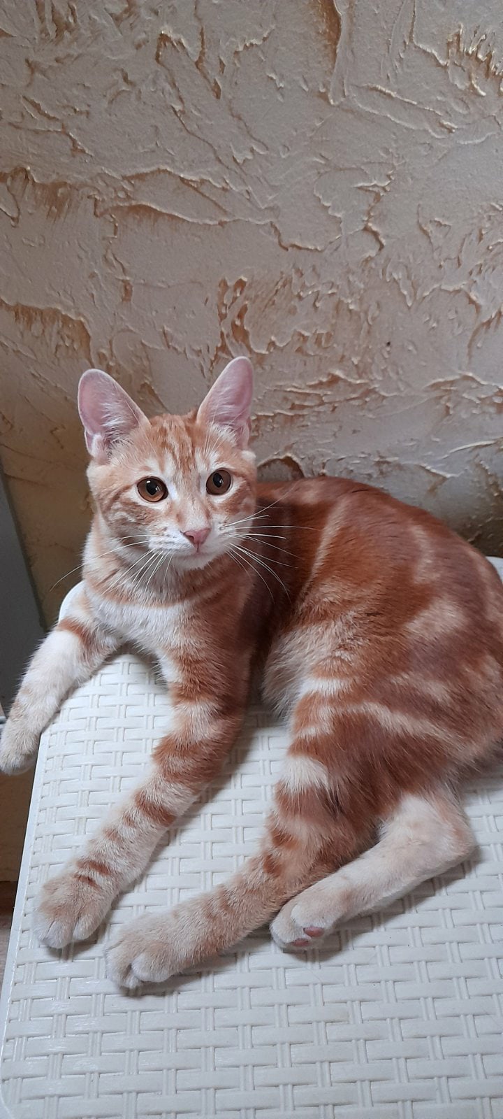 Жак - Имена для мальчиков - Клички для котов и кошек