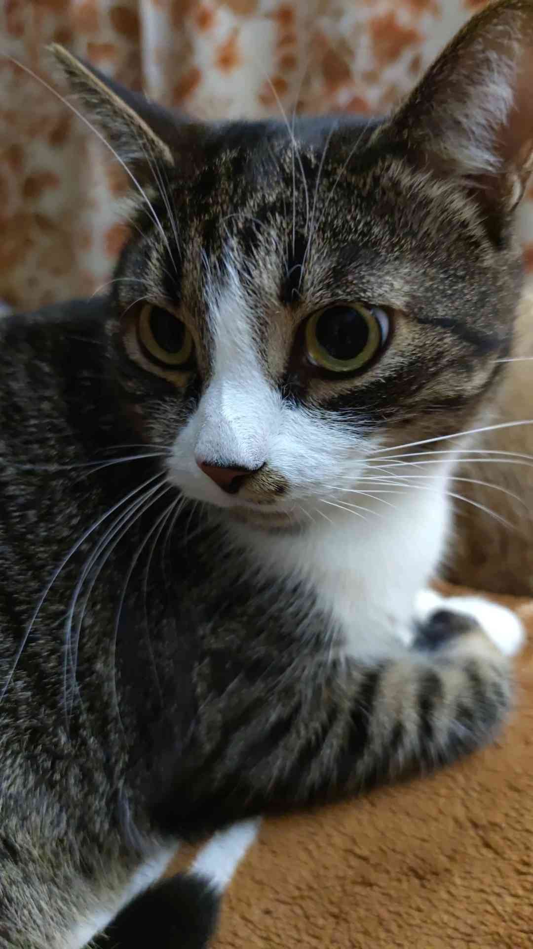 Кацу - Имена для мальчиков - Клички для котов и кошек