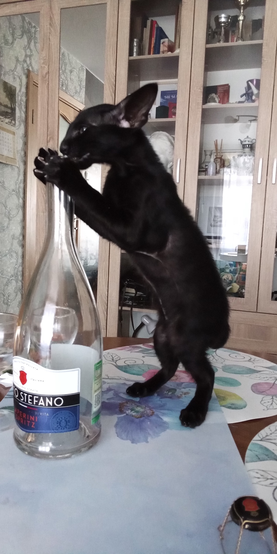 Шеба - Имена для мальчиков - Клички для котов и кошек