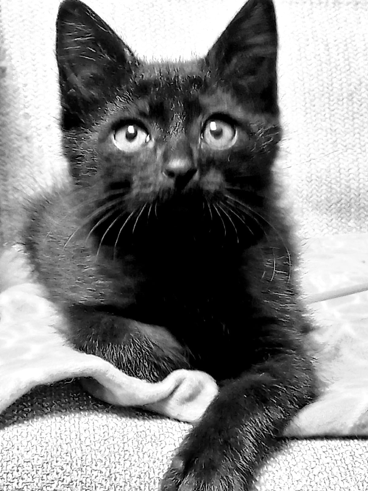 Джой - Имена для мальчиков - Клички для котов и кошек