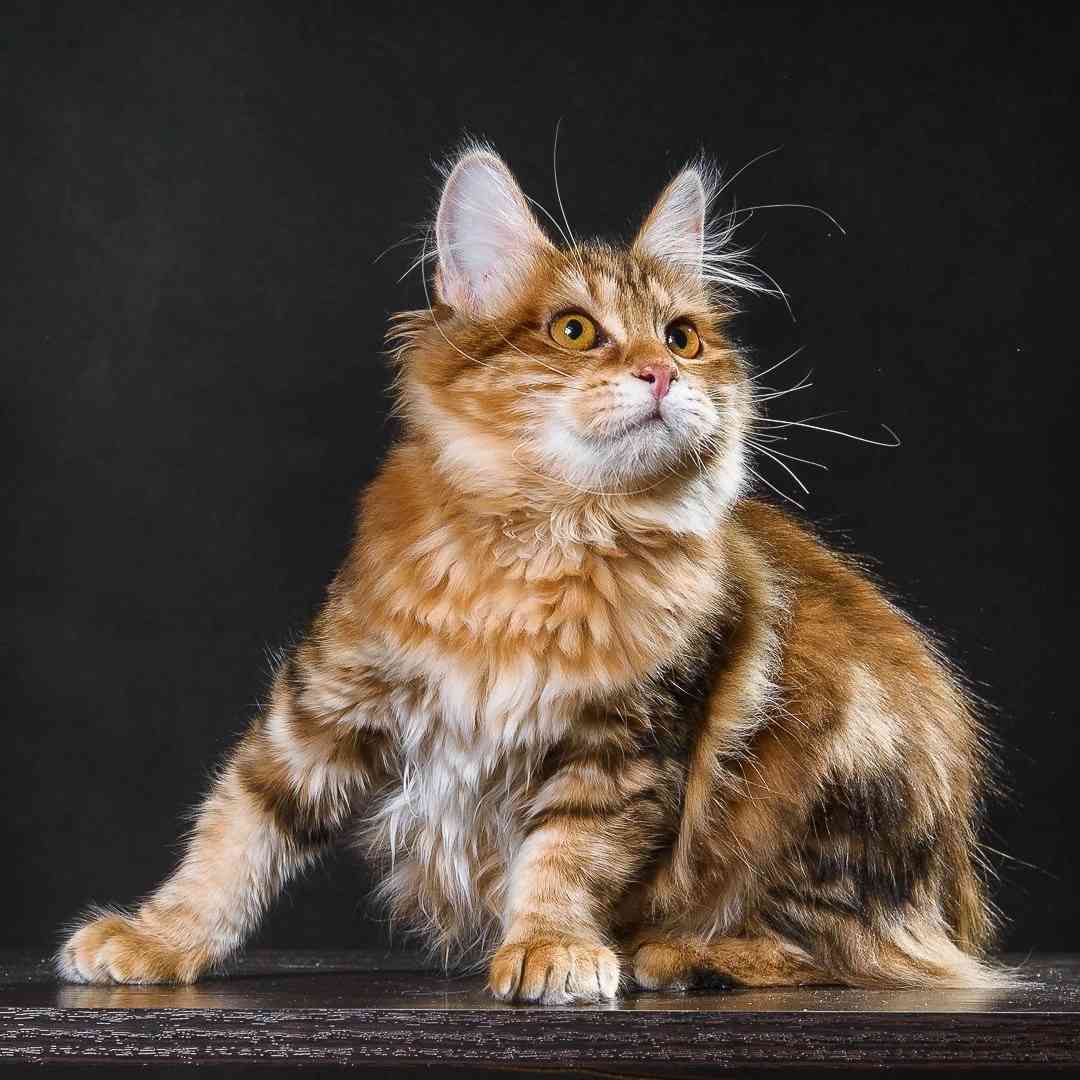 Алика - Имена для девочек - Клички для котов и кошек