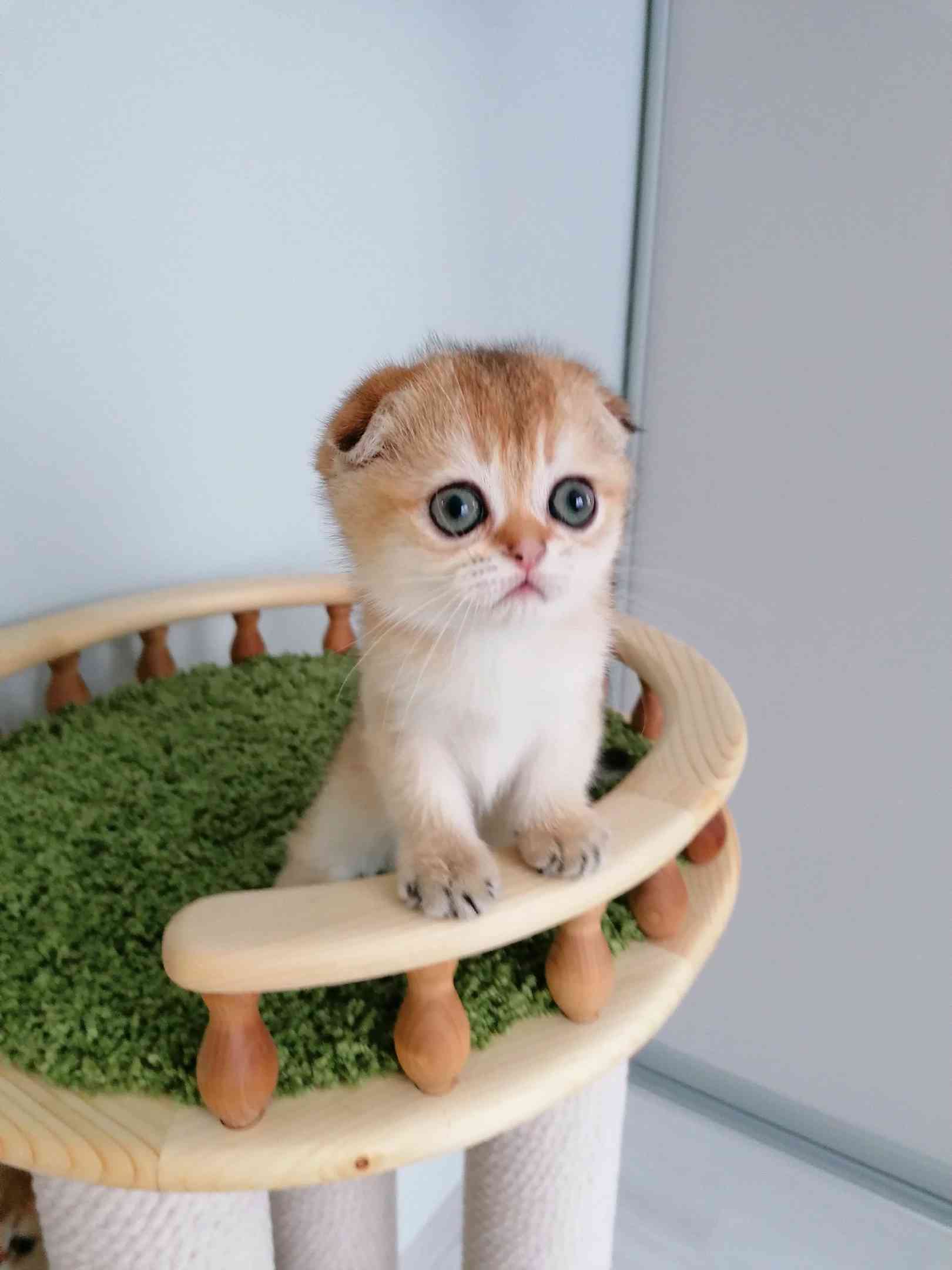 Кнопка - Имена для девочек - Клички для котов и кошек