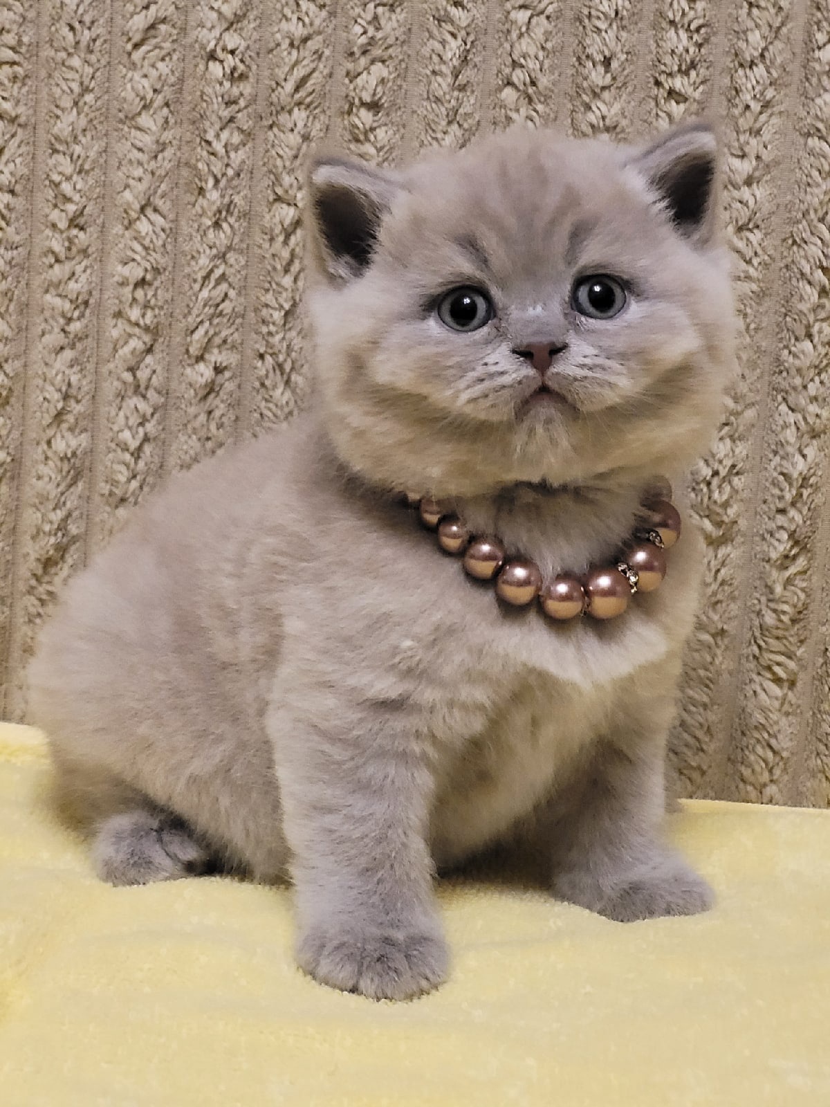 Рамзан - Имена для мальчиков - Клички для котов и кошек