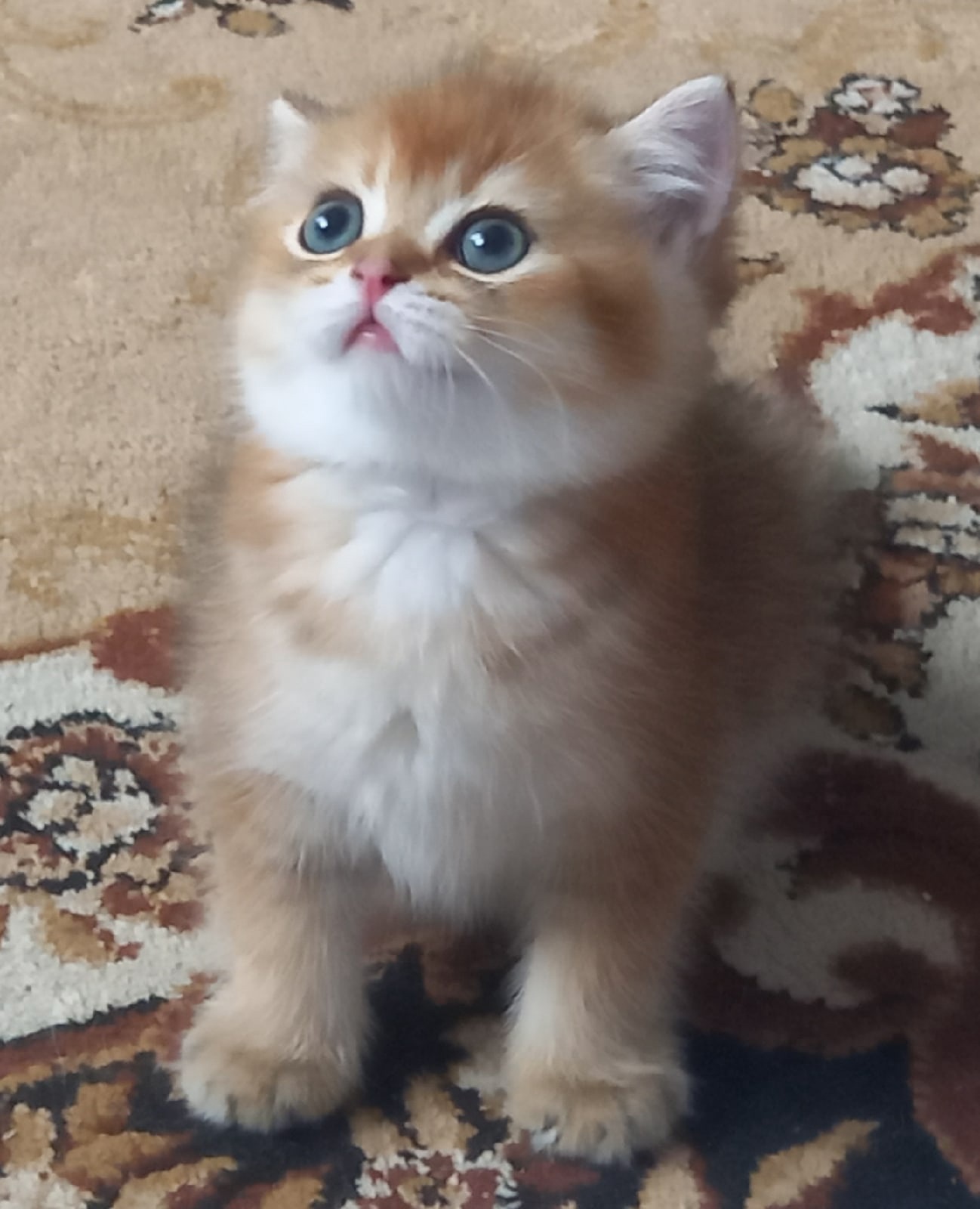 Гена - Имена для мальчиков - Клички для котов и кошек