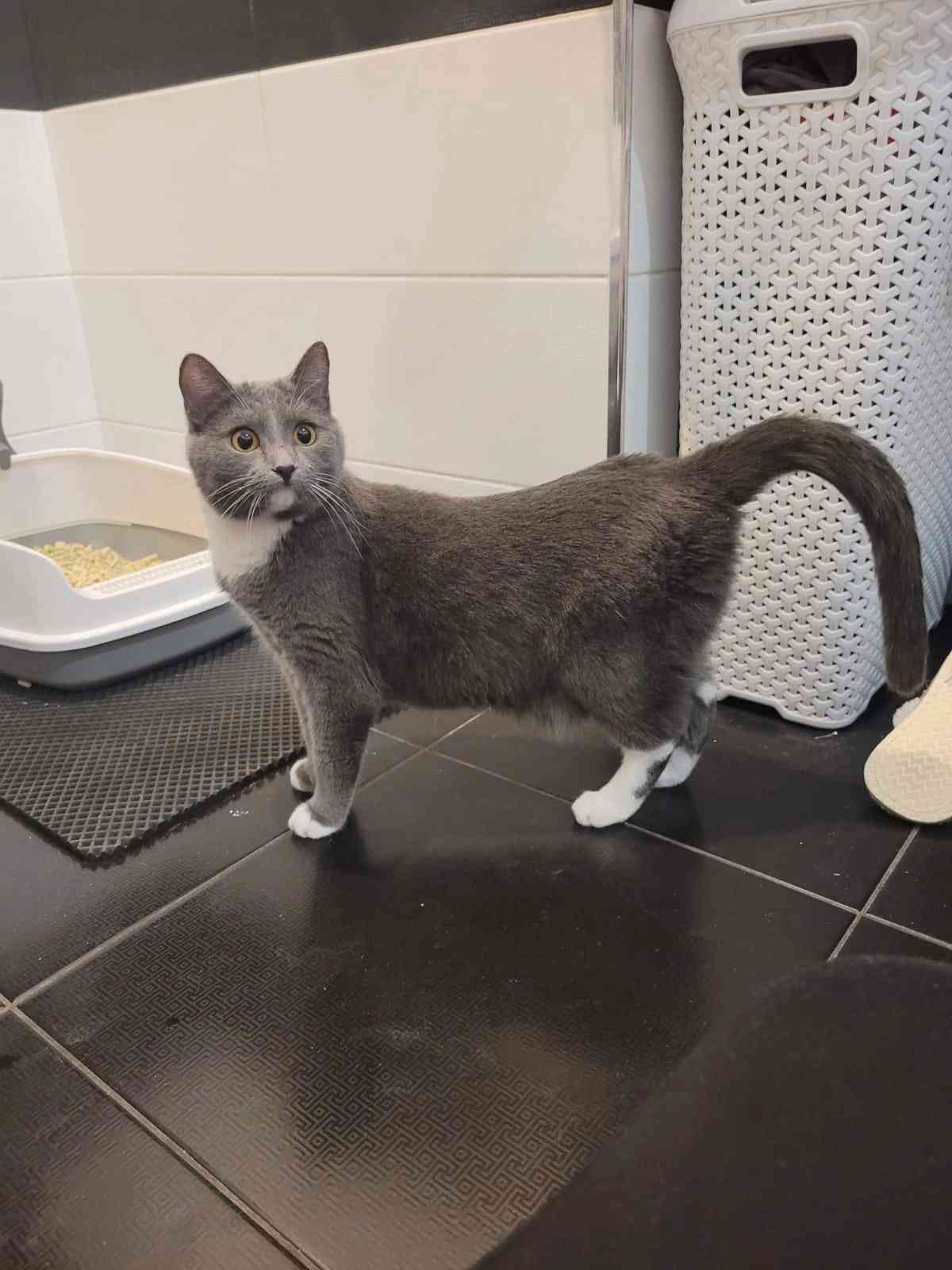 Маниша - Имена для девочек - Клички для котов и кошек