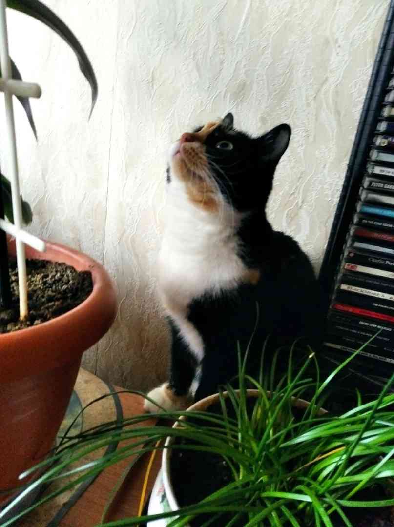 Жуля - Имена для девочек - Клички для котов и кошек