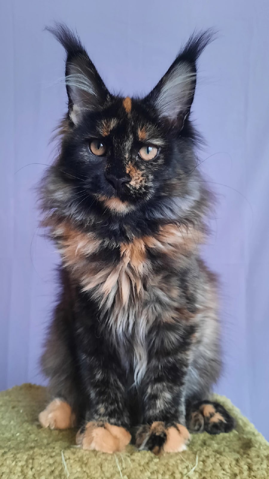 Омега - Имена для девочек - Клички для котов и кошек