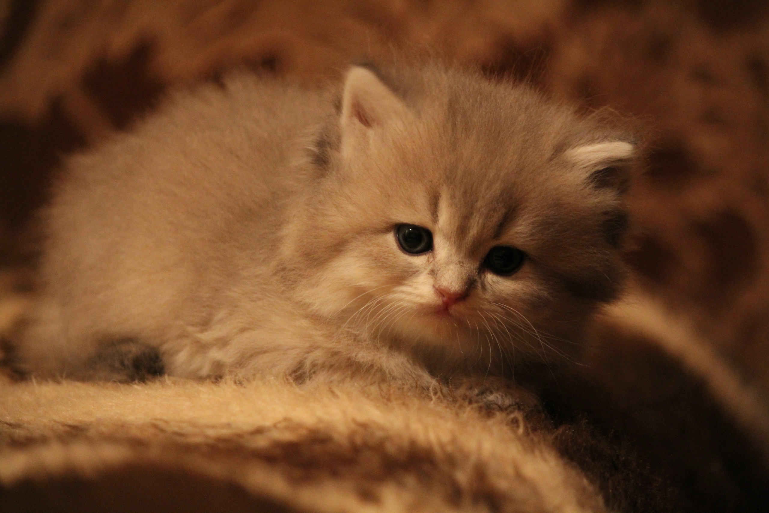 Вестик - Имена для мальчиков - Клички для котов и кошек