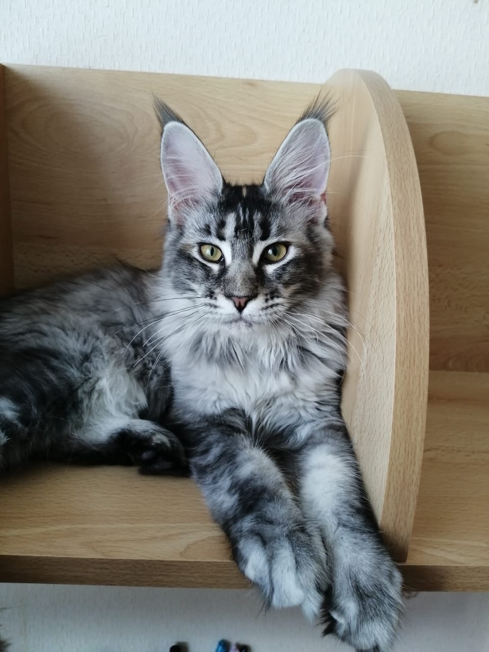 Дайнерис - Имена для девочек - Клички для котов и кошек