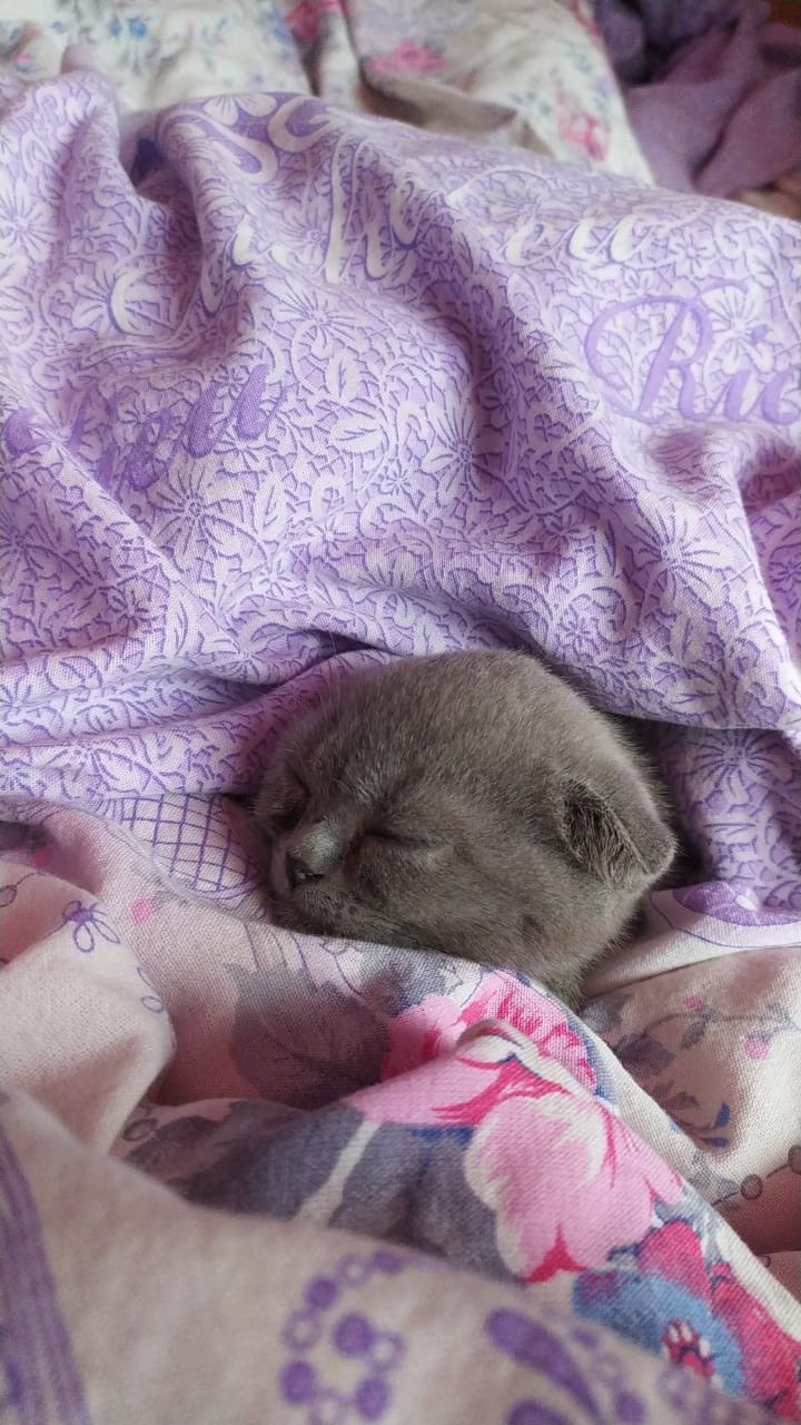 Нисса - Имена для девочек - Клички для котов и кошек