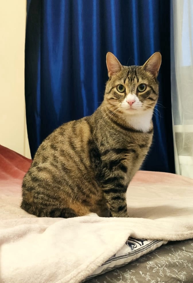 Ричард - Имена для мальчиков - Клички для котов и кошек