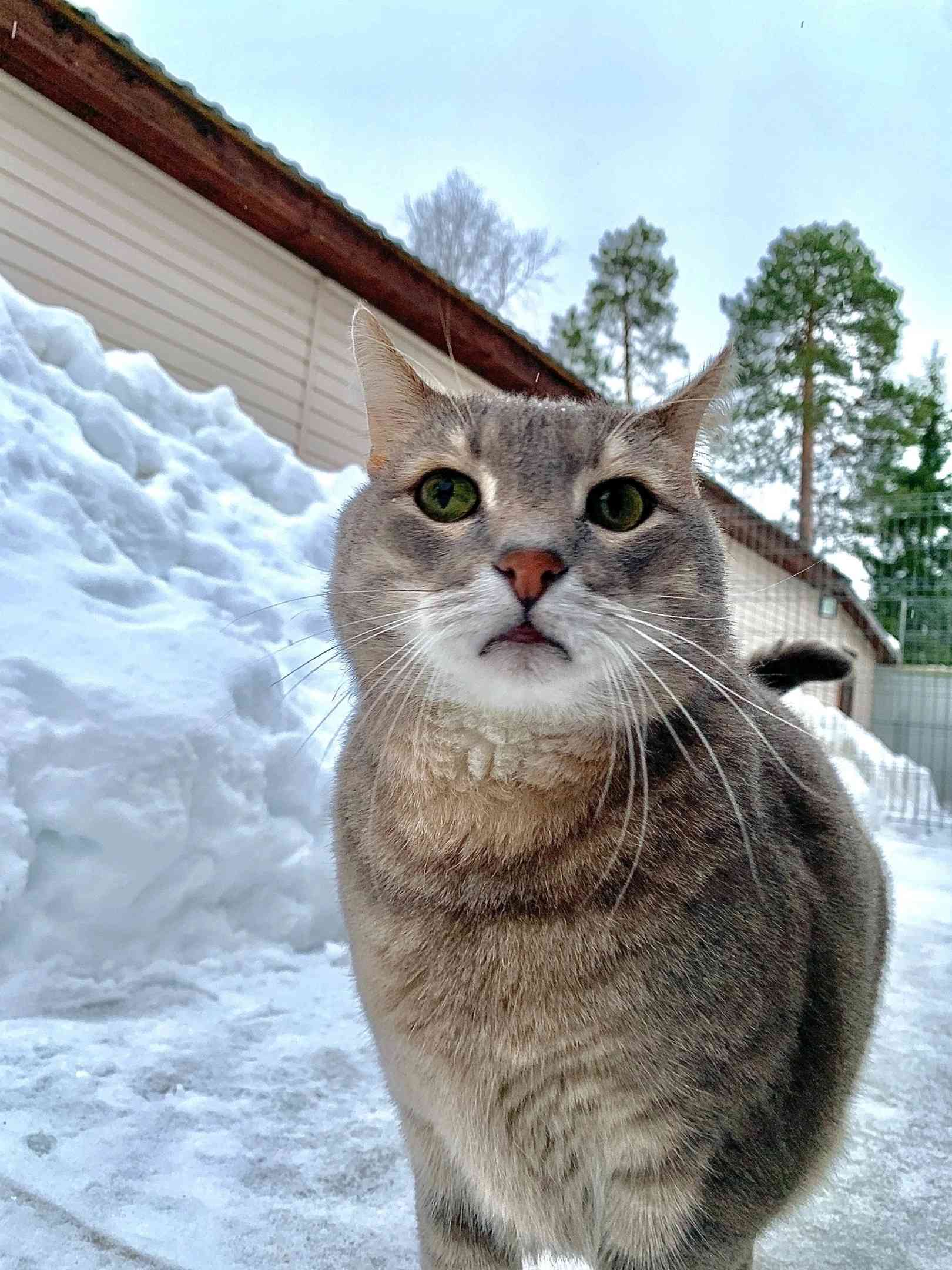 Синдбад - Имена для мальчиков - Клички для котов и кошек