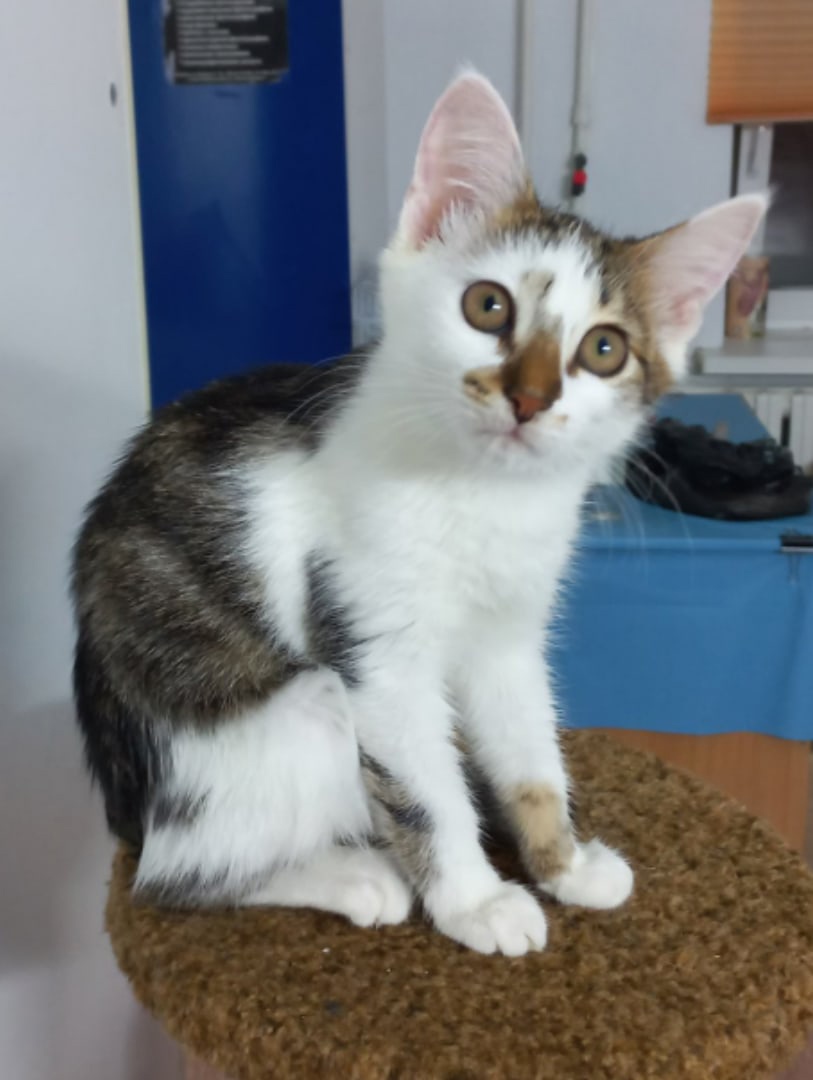 Чипа - Имена для девочек - Клички для котов и кошек