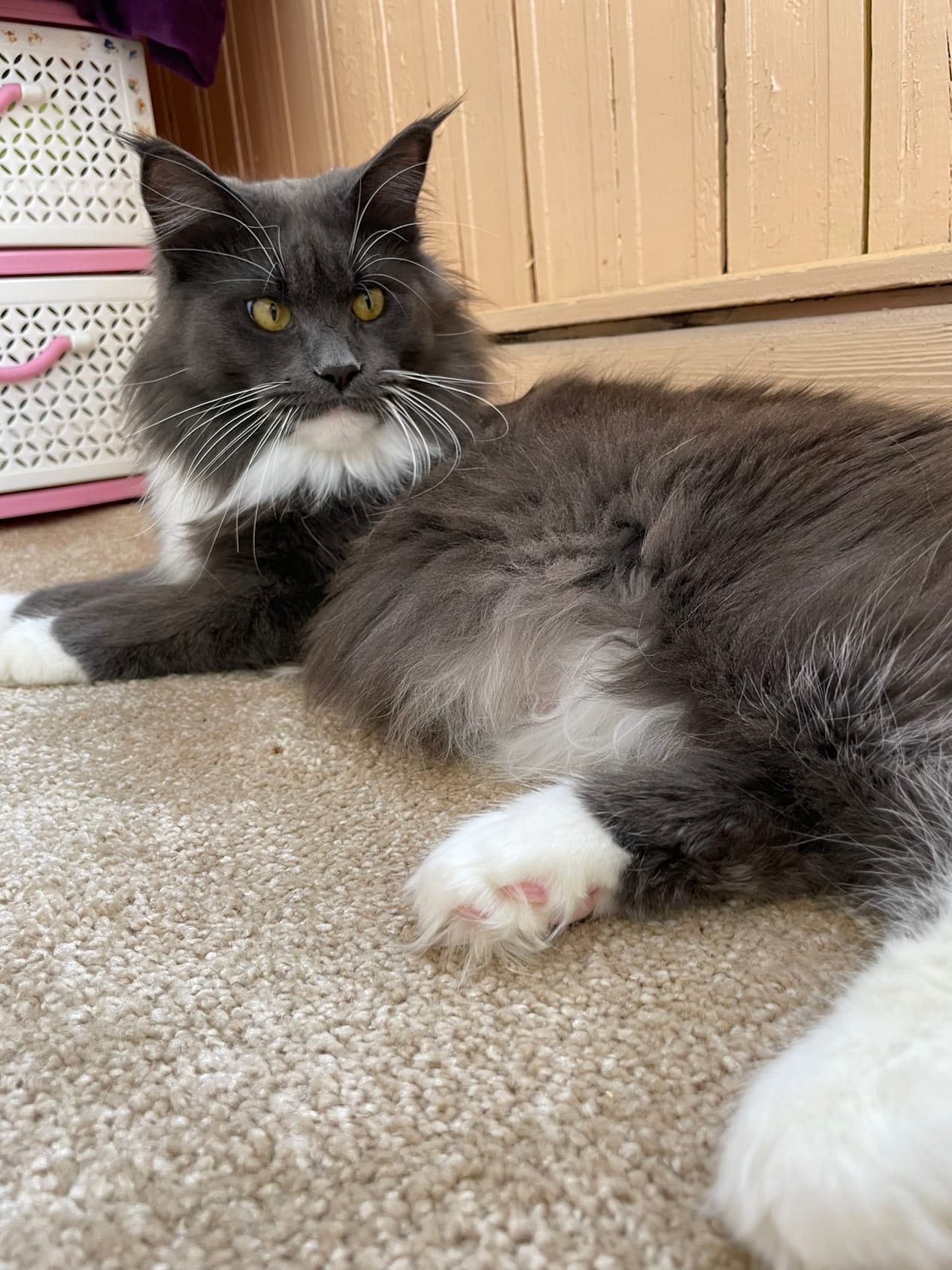 Алисента - Имена для девочек - Клички для котов и кошек