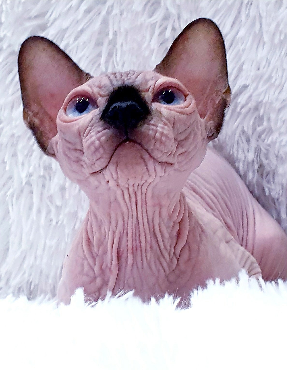 Иветта - Имена для девочек - Клички для котов и кошек