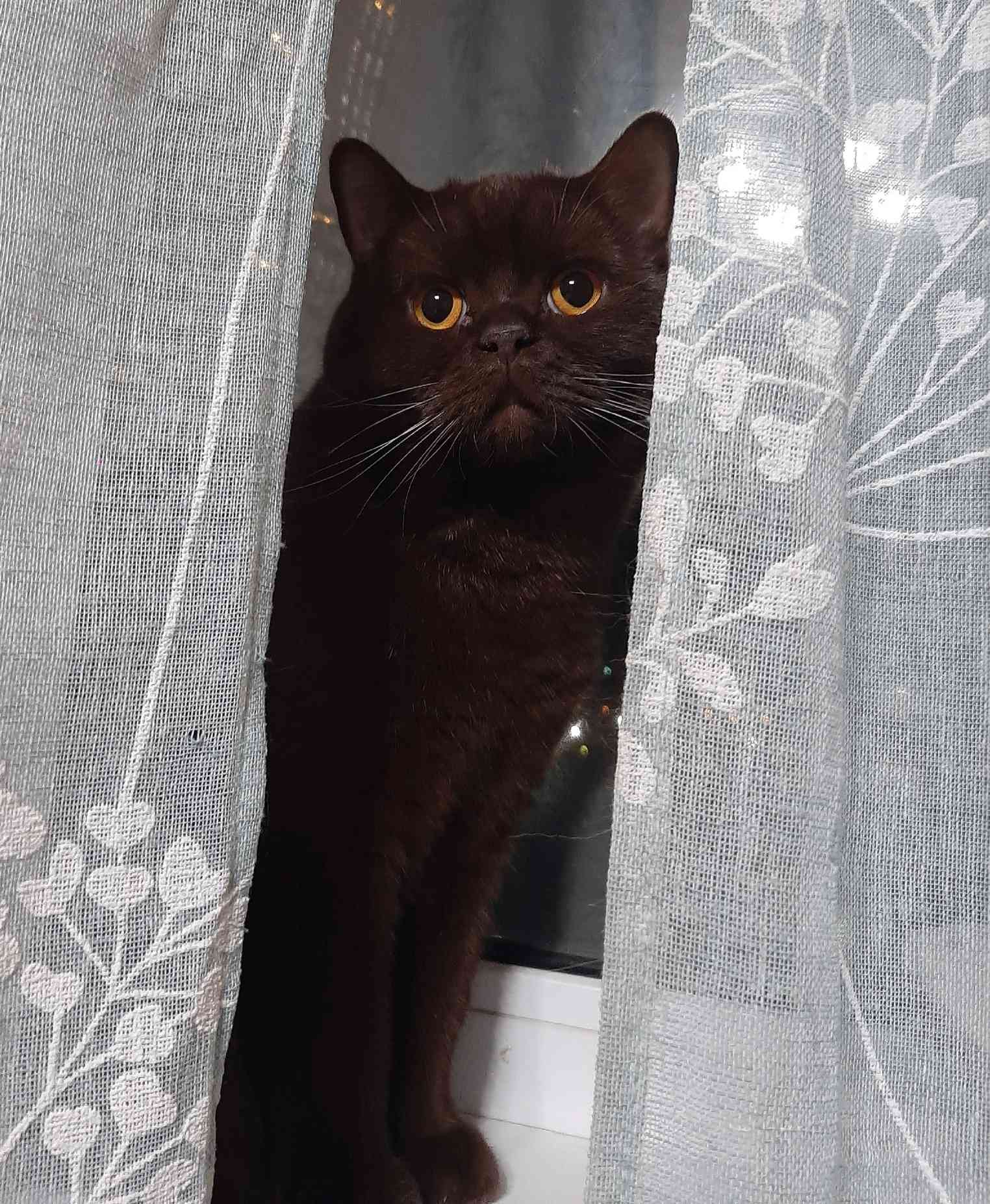 Иосиф - Имена для мальчиков - Клички для котов и кошек