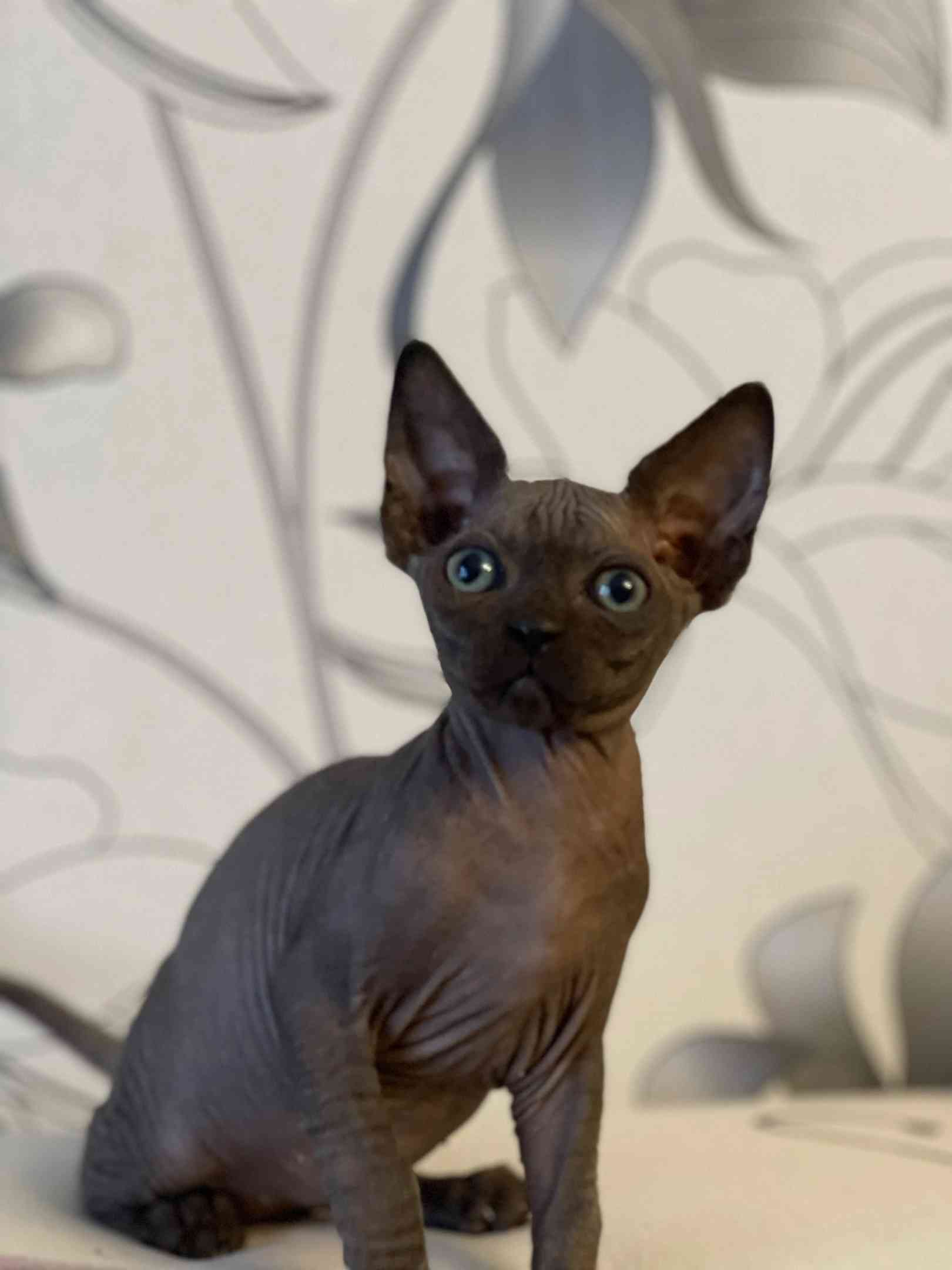 Евра - Имена для девочек - Клички для котов и кошек