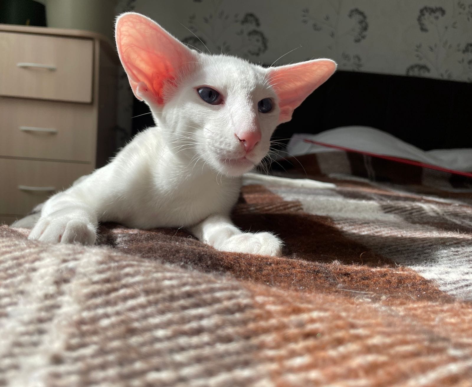 Брэдли - Имена для мальчиков - Клички для котов и кошек